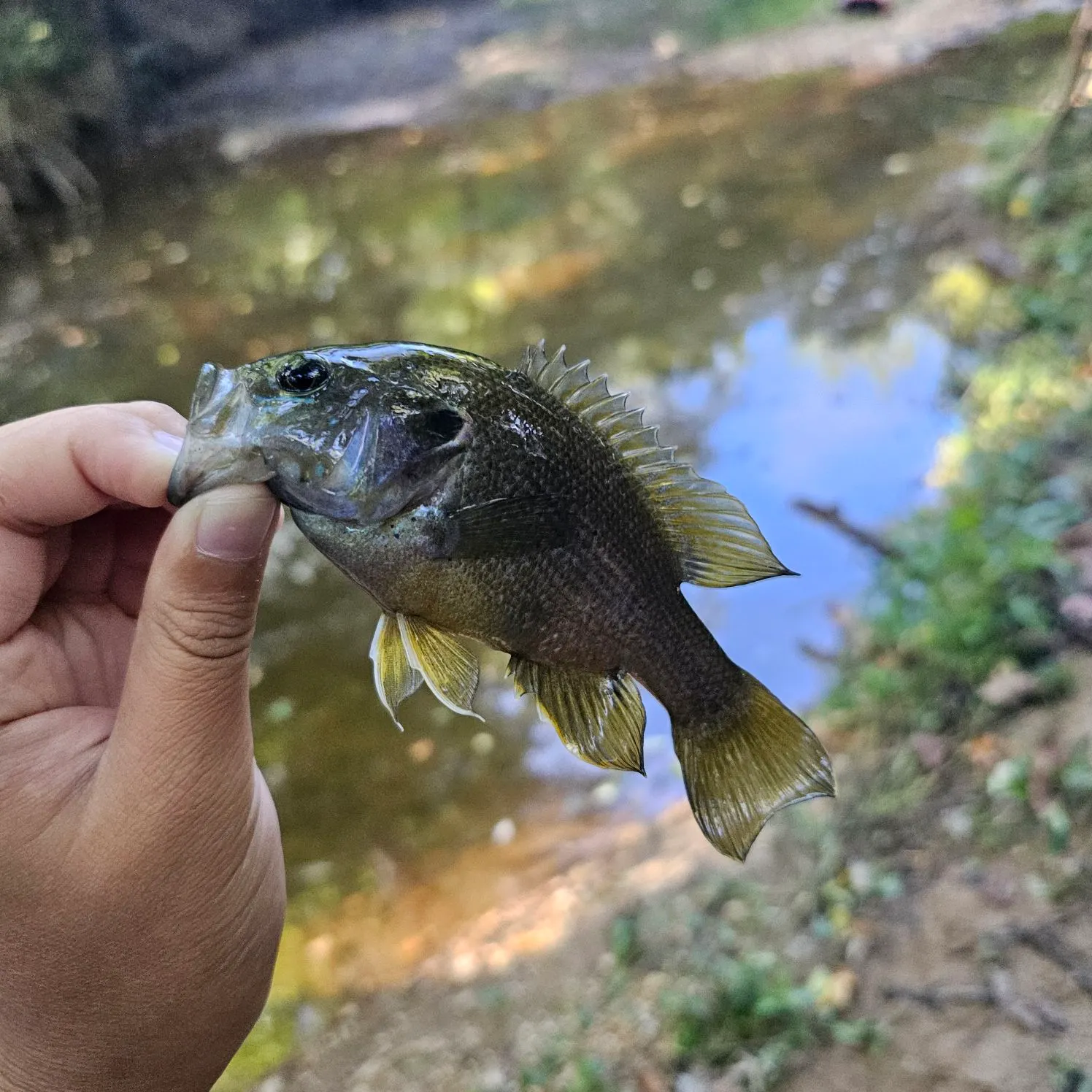 Green sunfish caught on Fishbrain