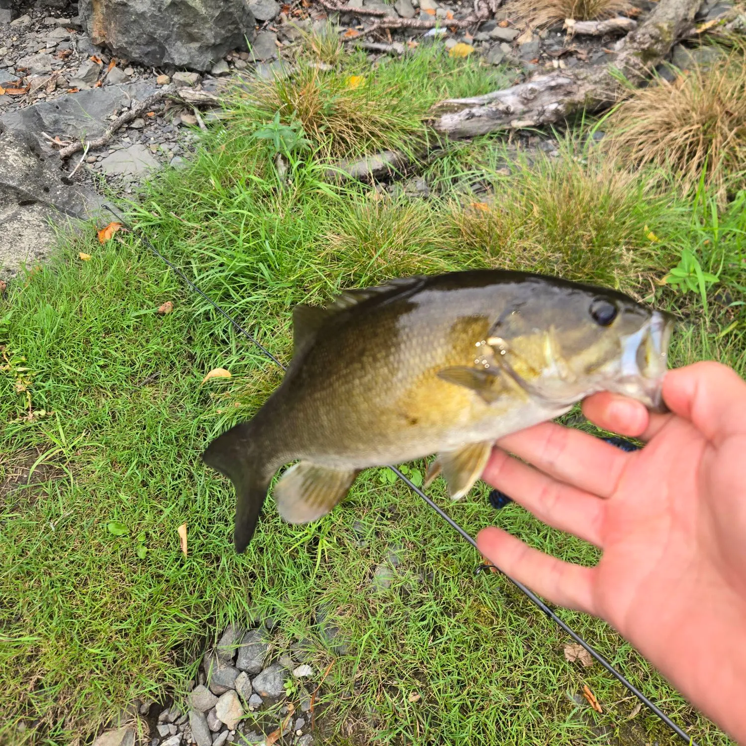 Smallmouth bass caught on Fishbrain