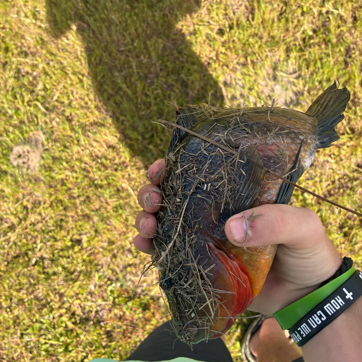 Mayan cichlid caught on Fishbrain