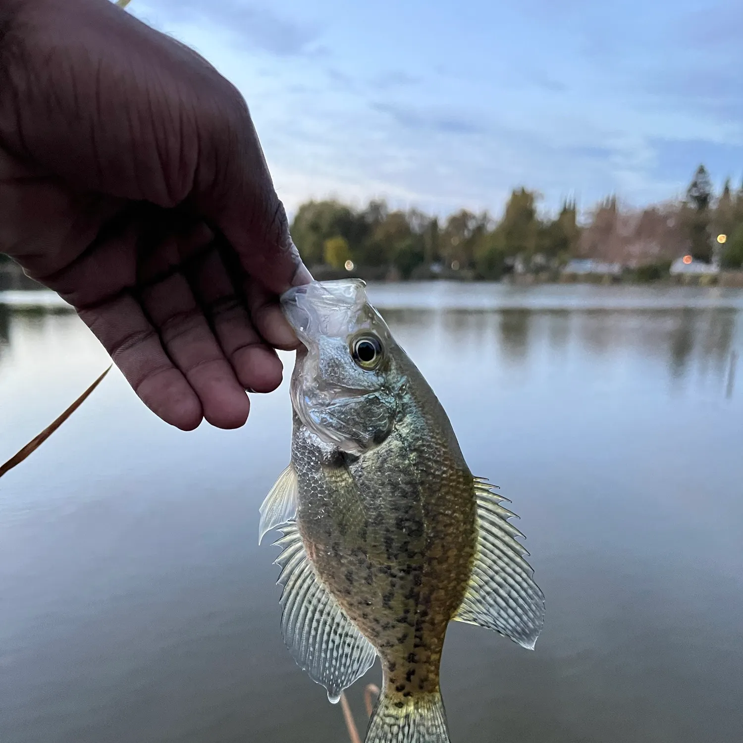Black crappie caught on Fishbrain