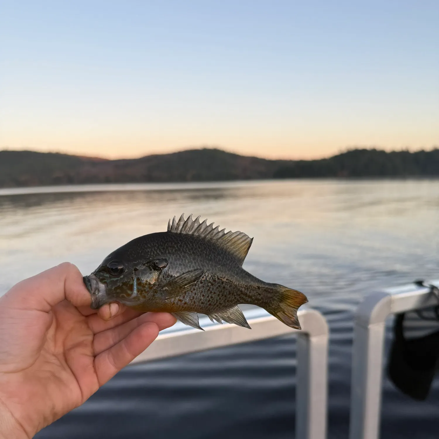 The most recent Redbreast sunfish catches on Fishbrain
