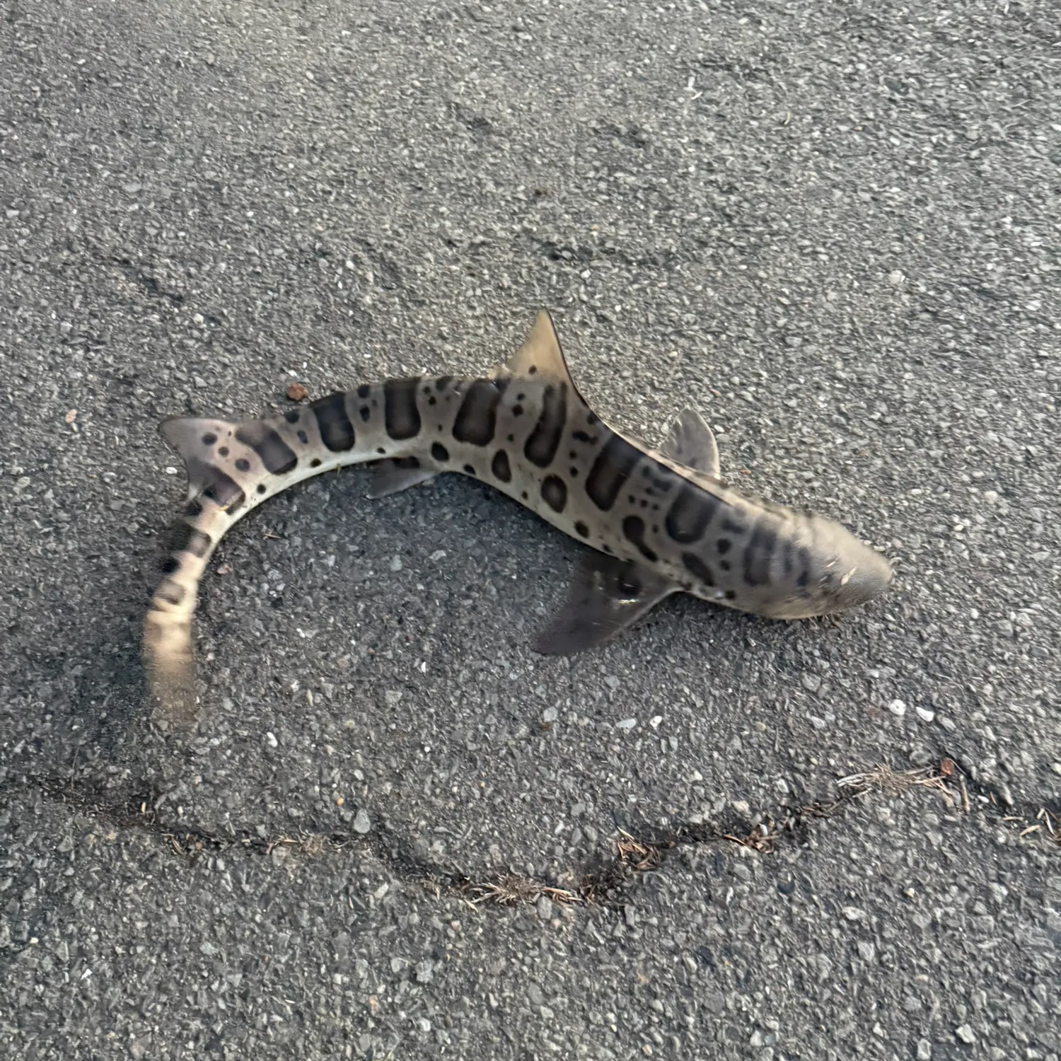 Leopard shark caught on Fishbrain