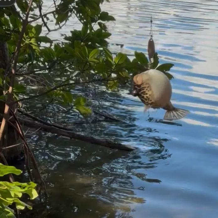 The most recent Reticulated pufferfish catches on Fishbrain