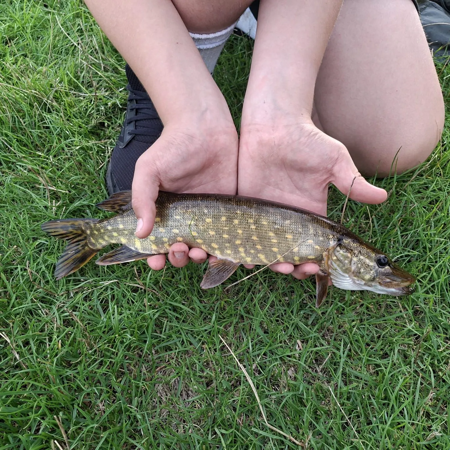 Northern pike caught on Fishbrain