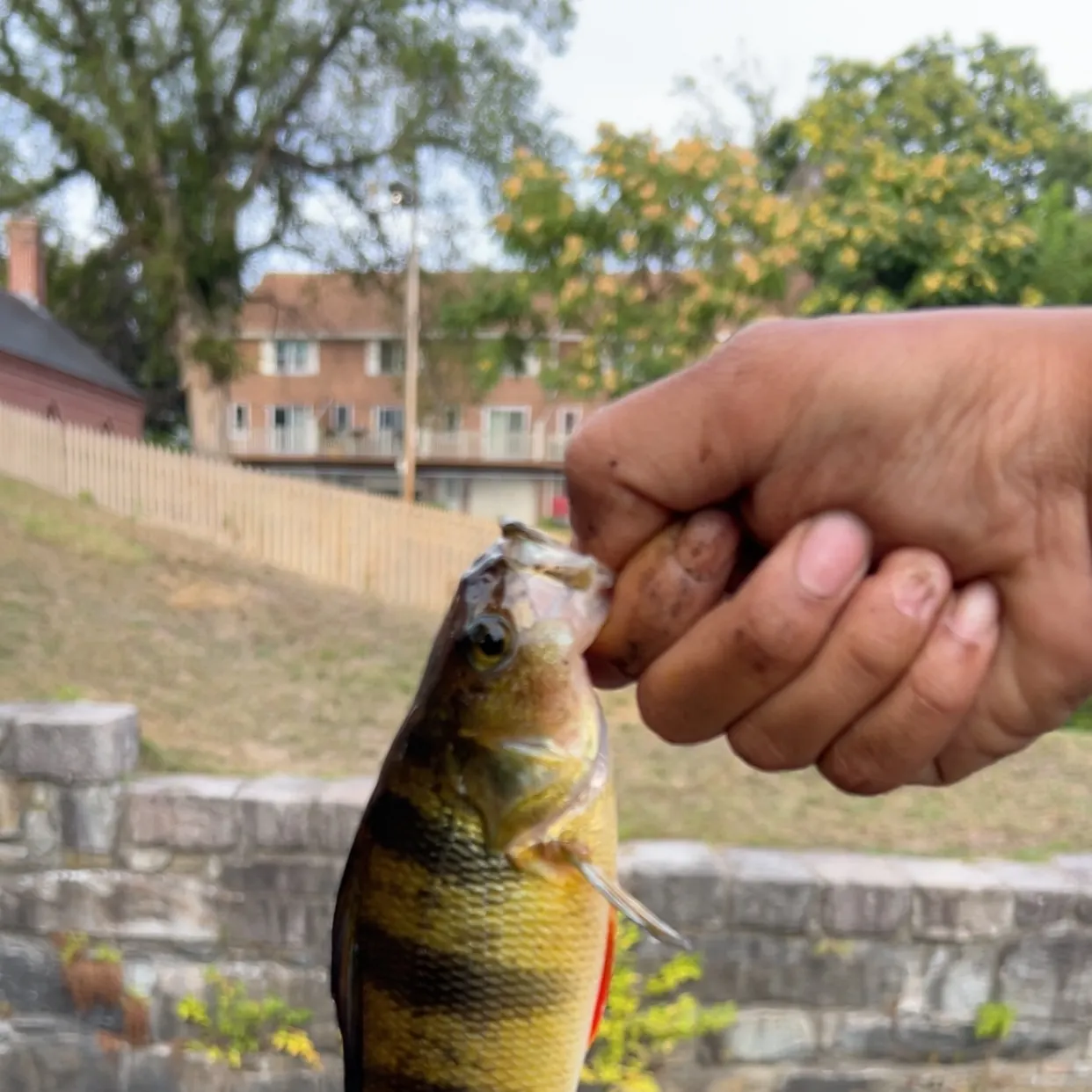 catch