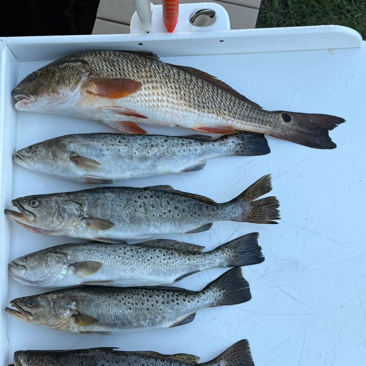 Spotted seatrout caught on Fishbrain