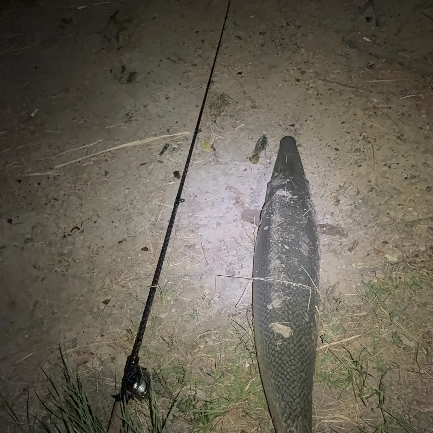 Alligator gar caught on Fishbrain