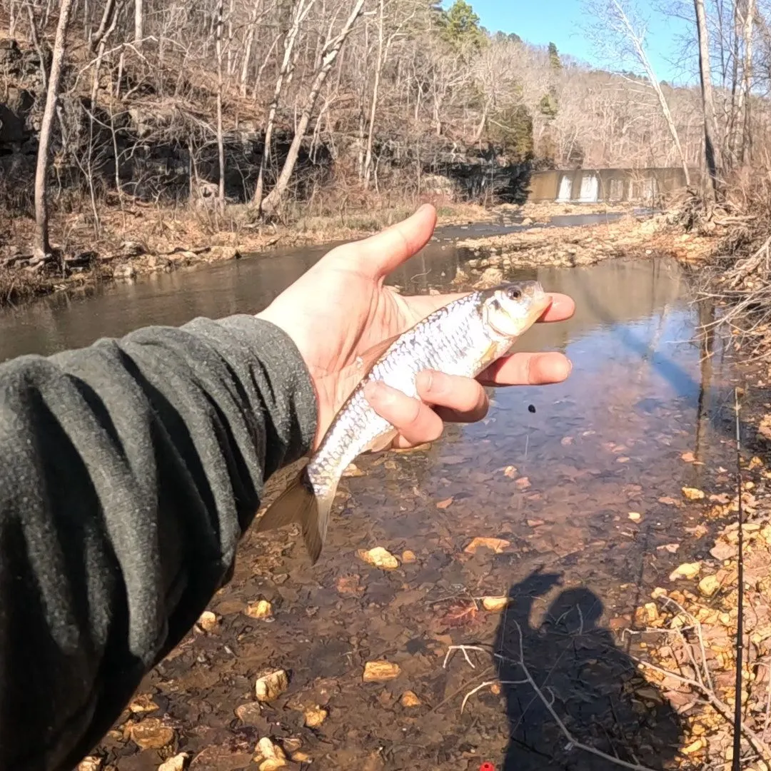 The most recent Striped shiner catches on Fishbrain