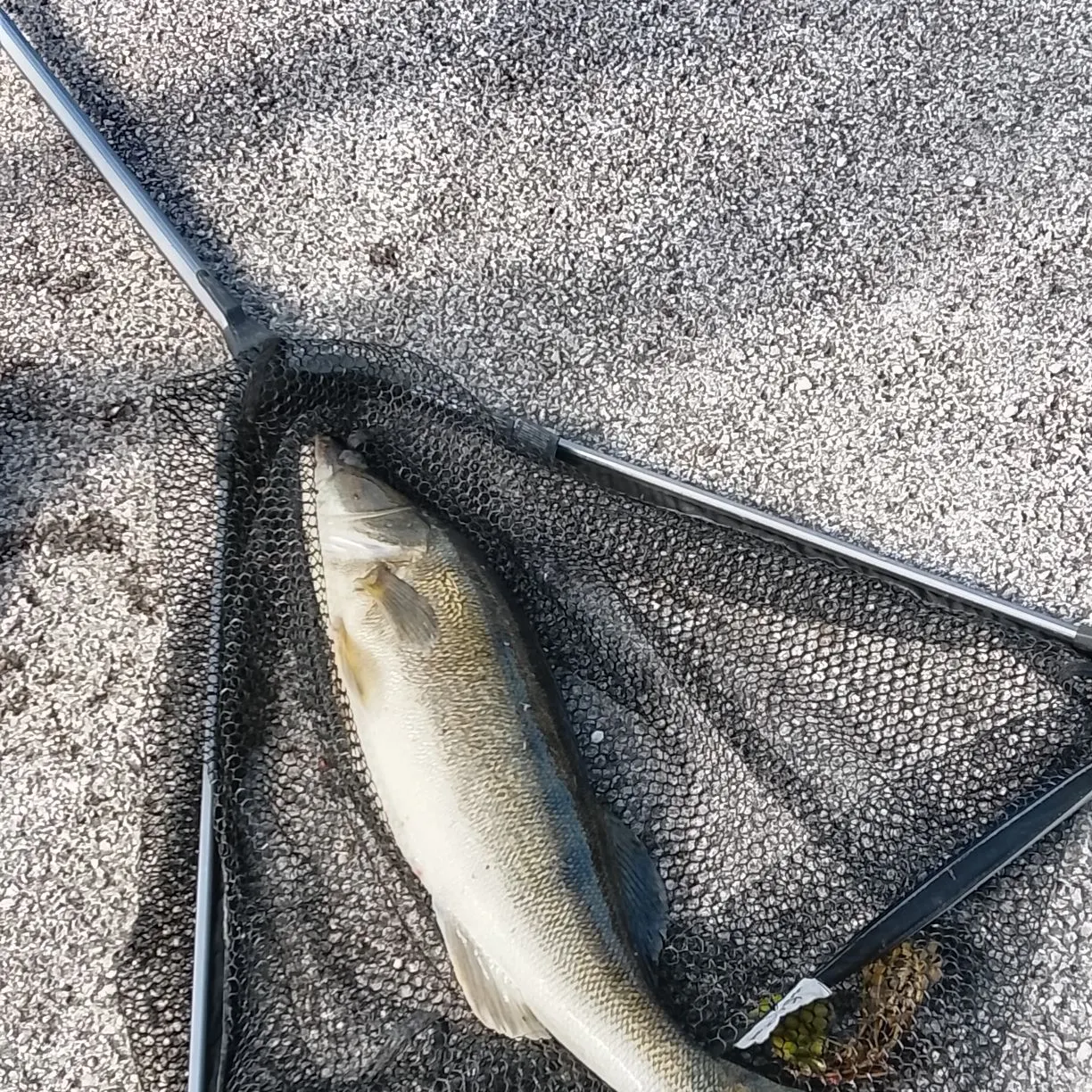 Fish caught on Fishbrain