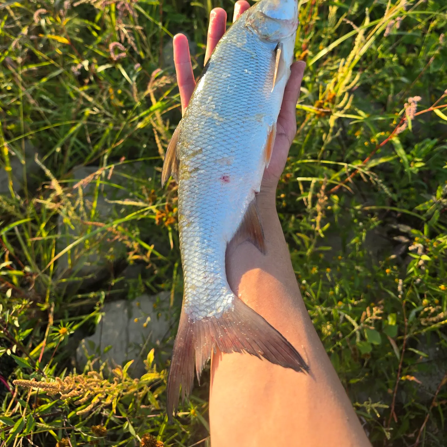 Asp caught on Fishbrain