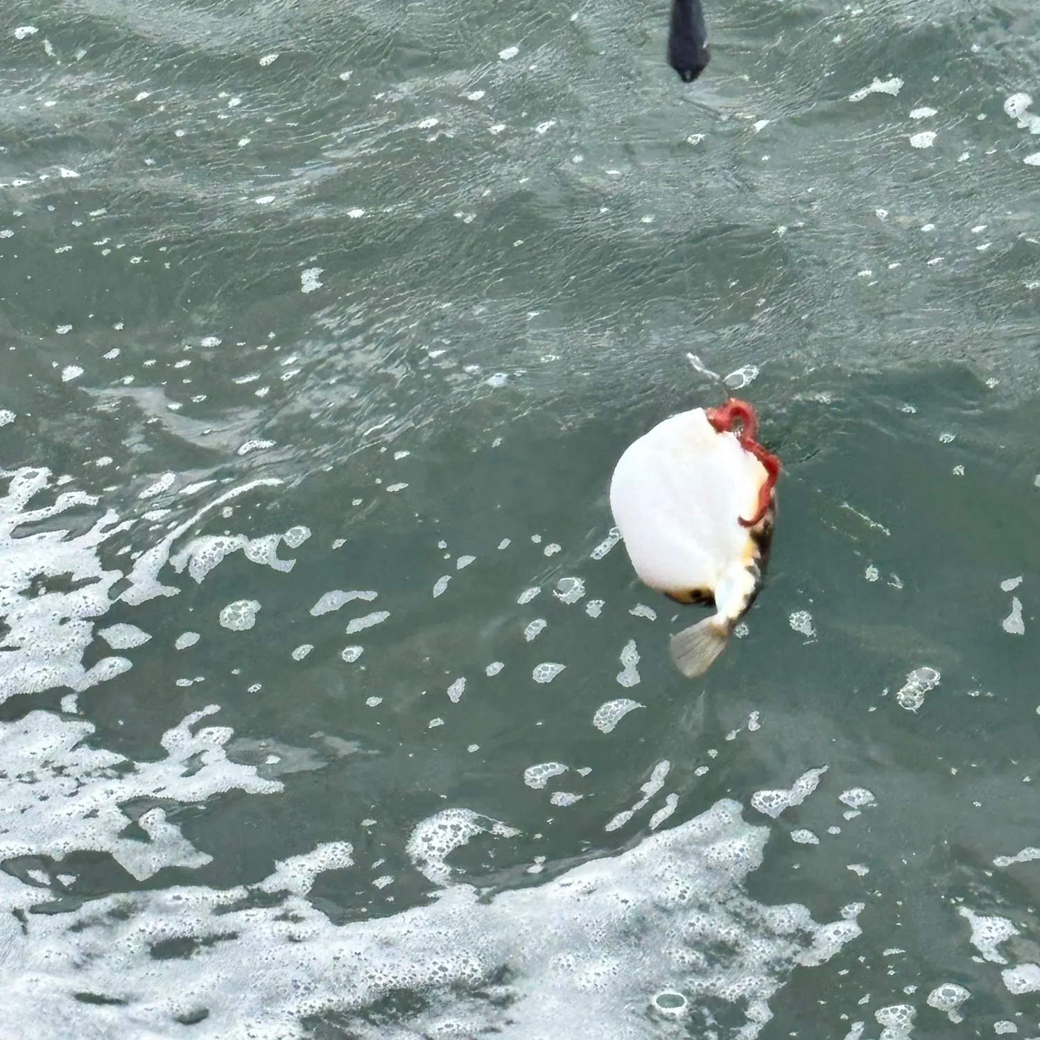 The most recent Milkspotted puffer catches on Fishbrain