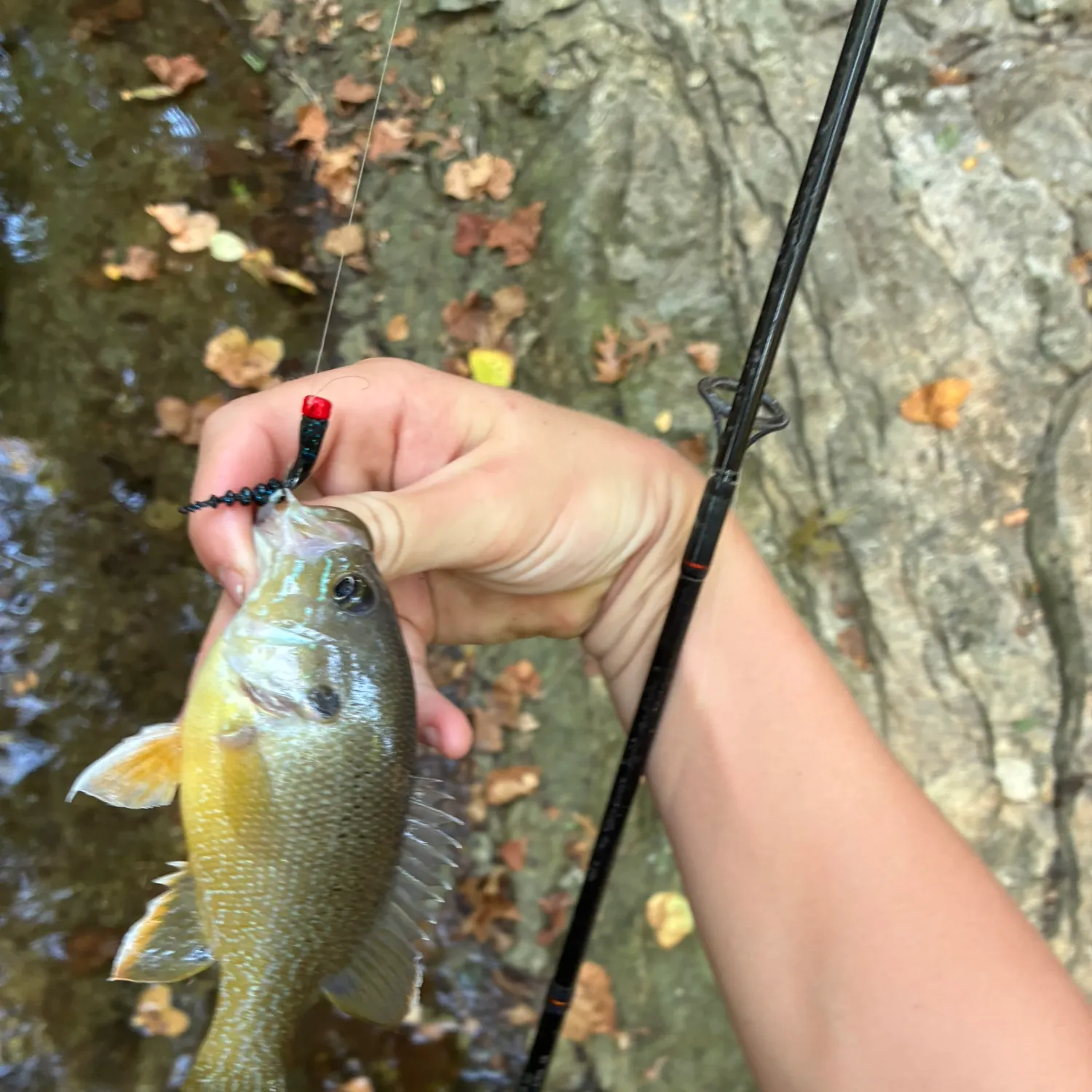 Green sunfish caught on Fishbrain