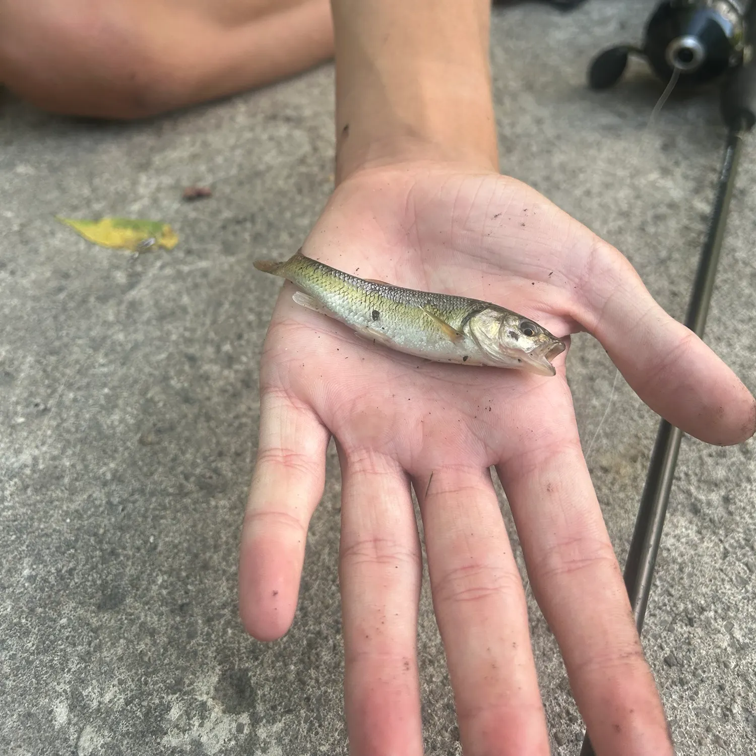 The most recent Creek chub catches on Fishbrain