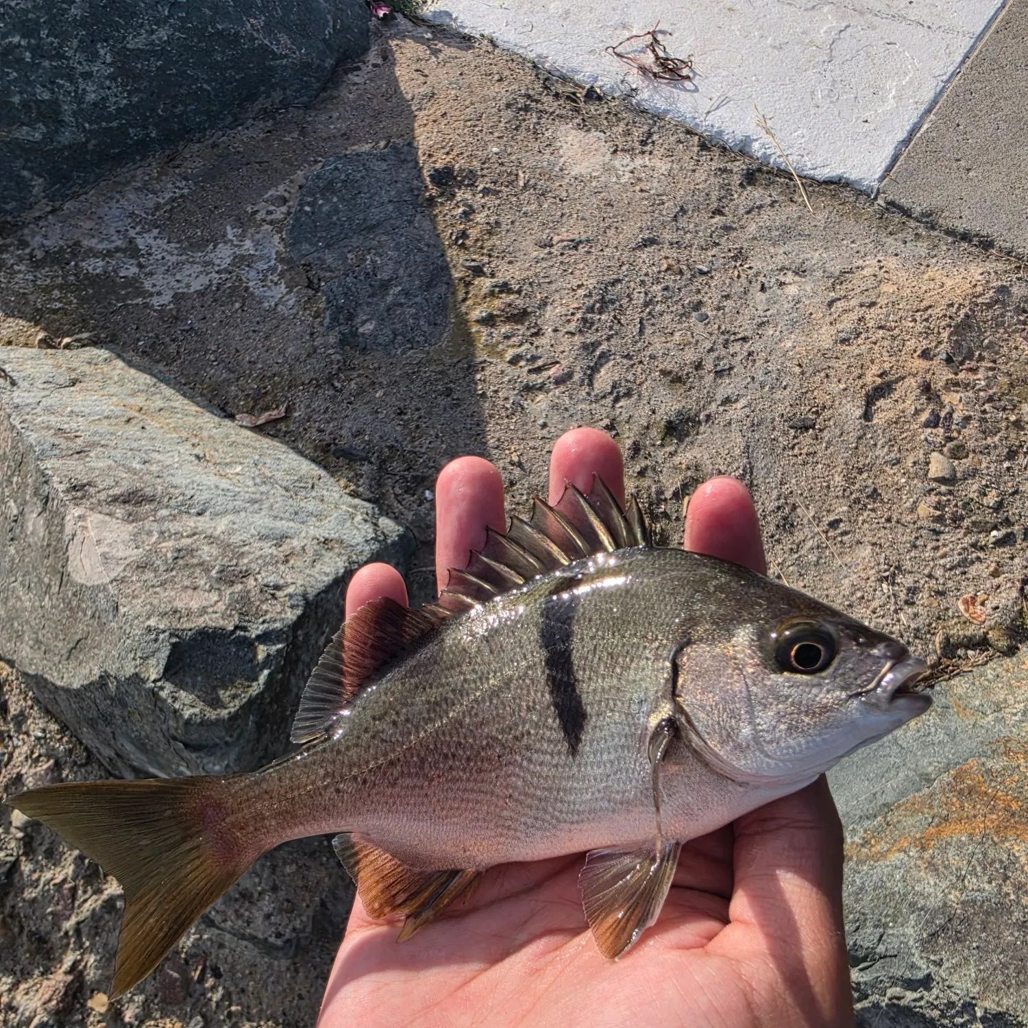 The most recent Sargo catches on Fishbrain