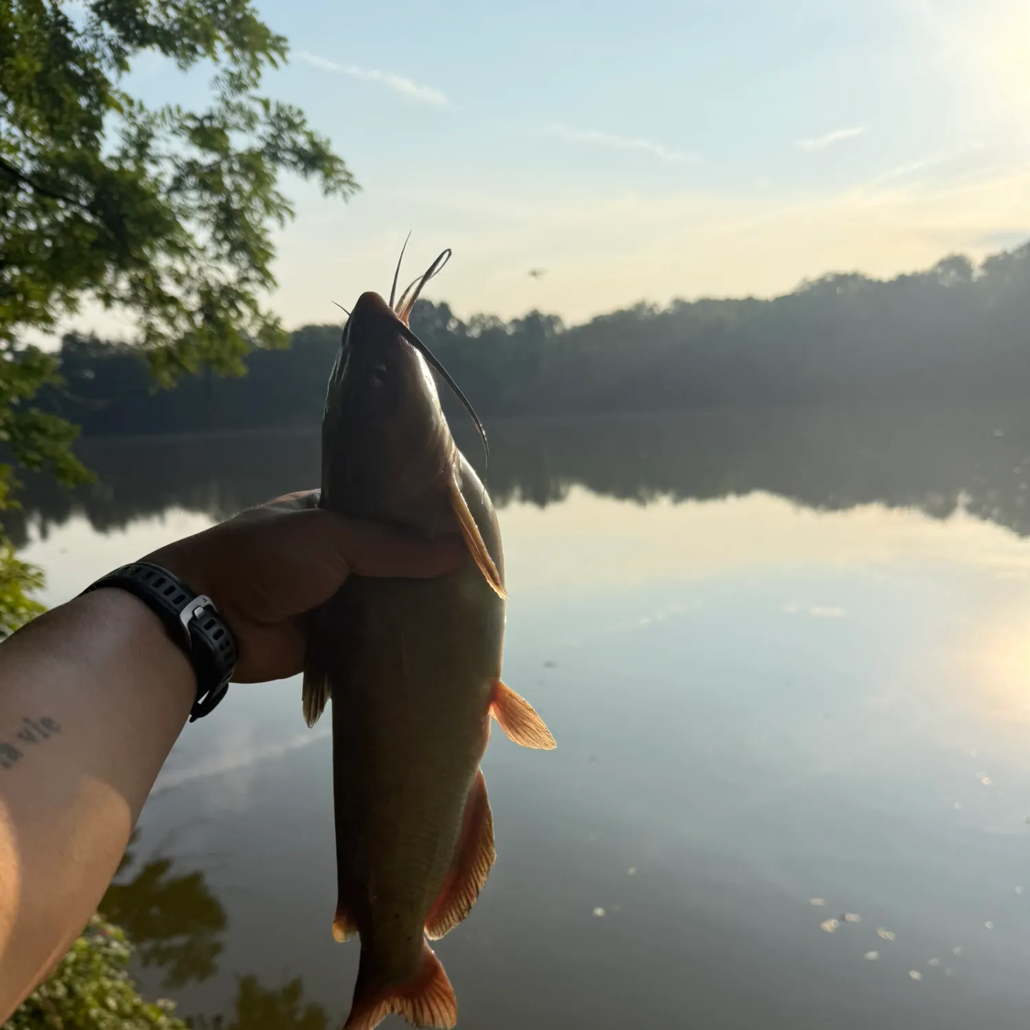 Channel catfish caught on Fishbrain
