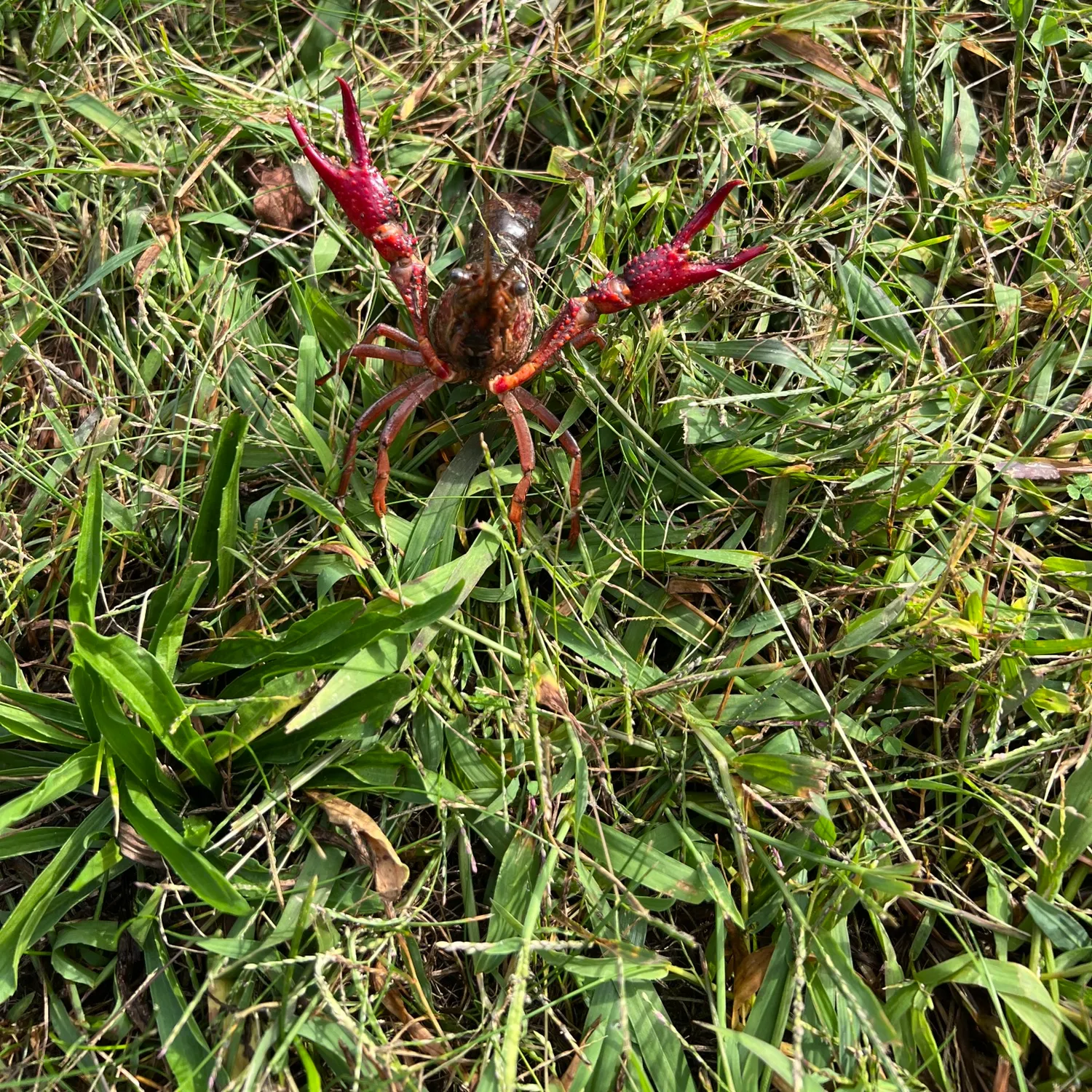 Red swamp crayfish caught on Fishbrain