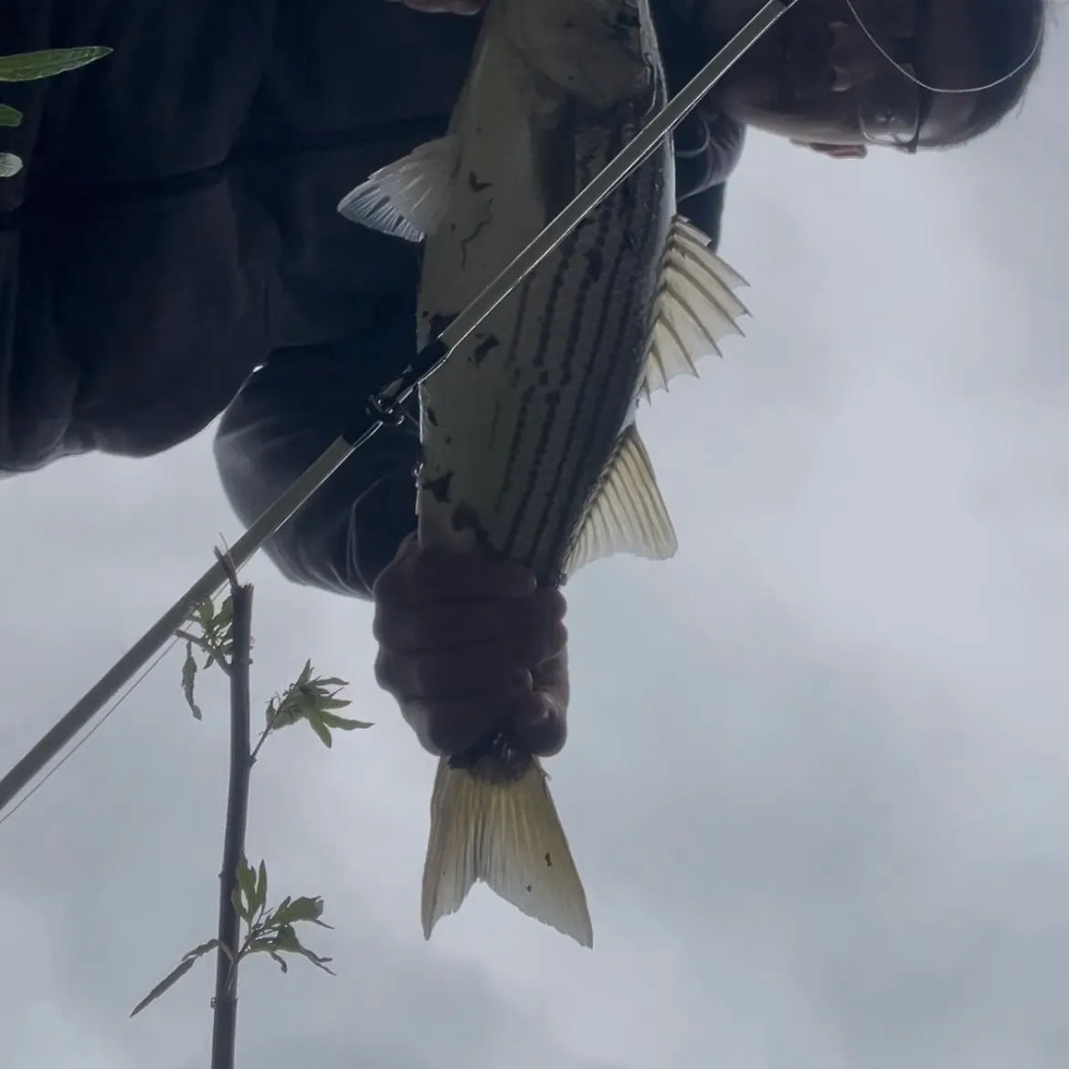 Striped bass caught on Fishbrain