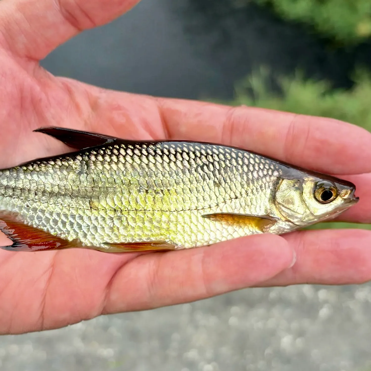 Golden shiner caught on Fishbrain