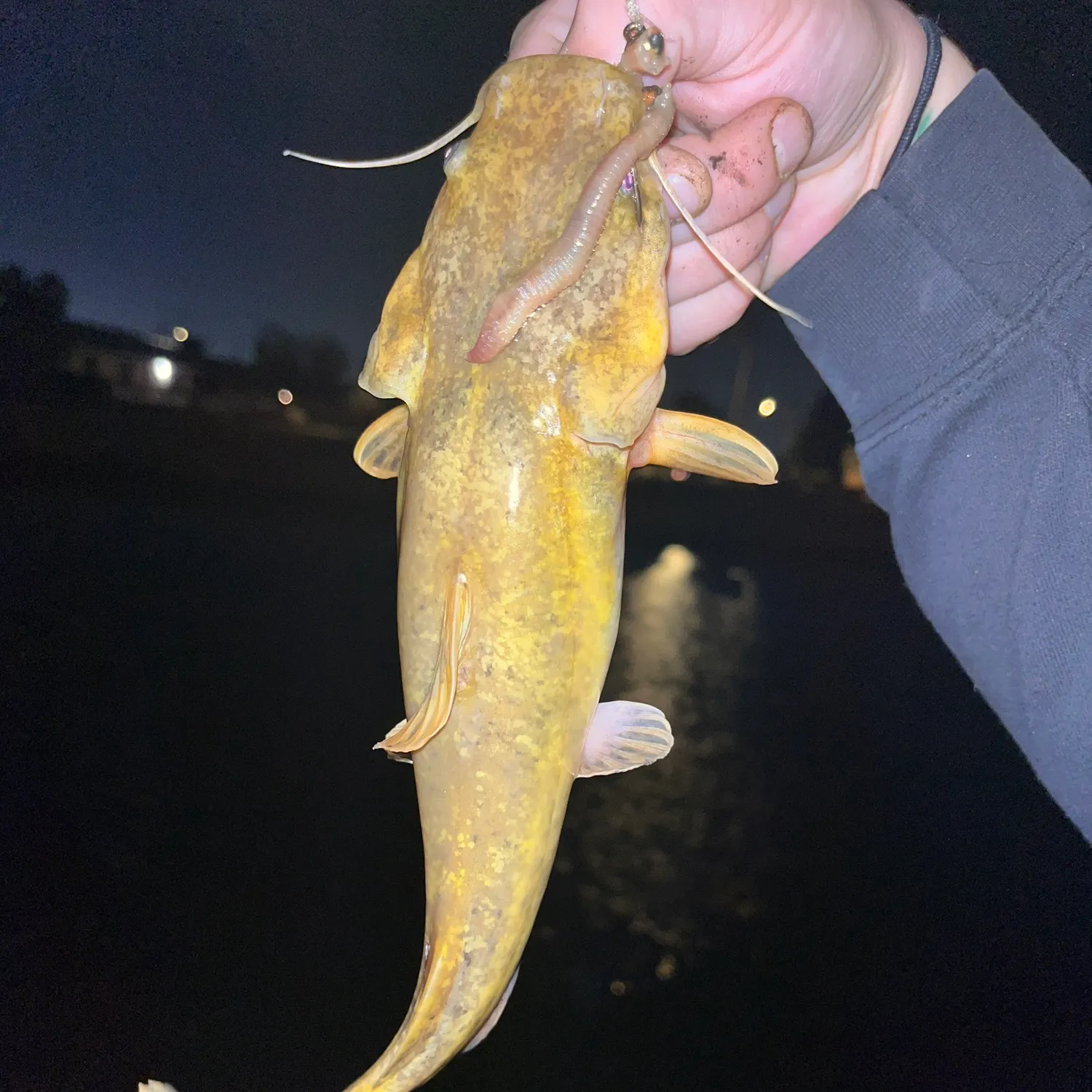 The most recent Flathead catfish catches on Fishbrain