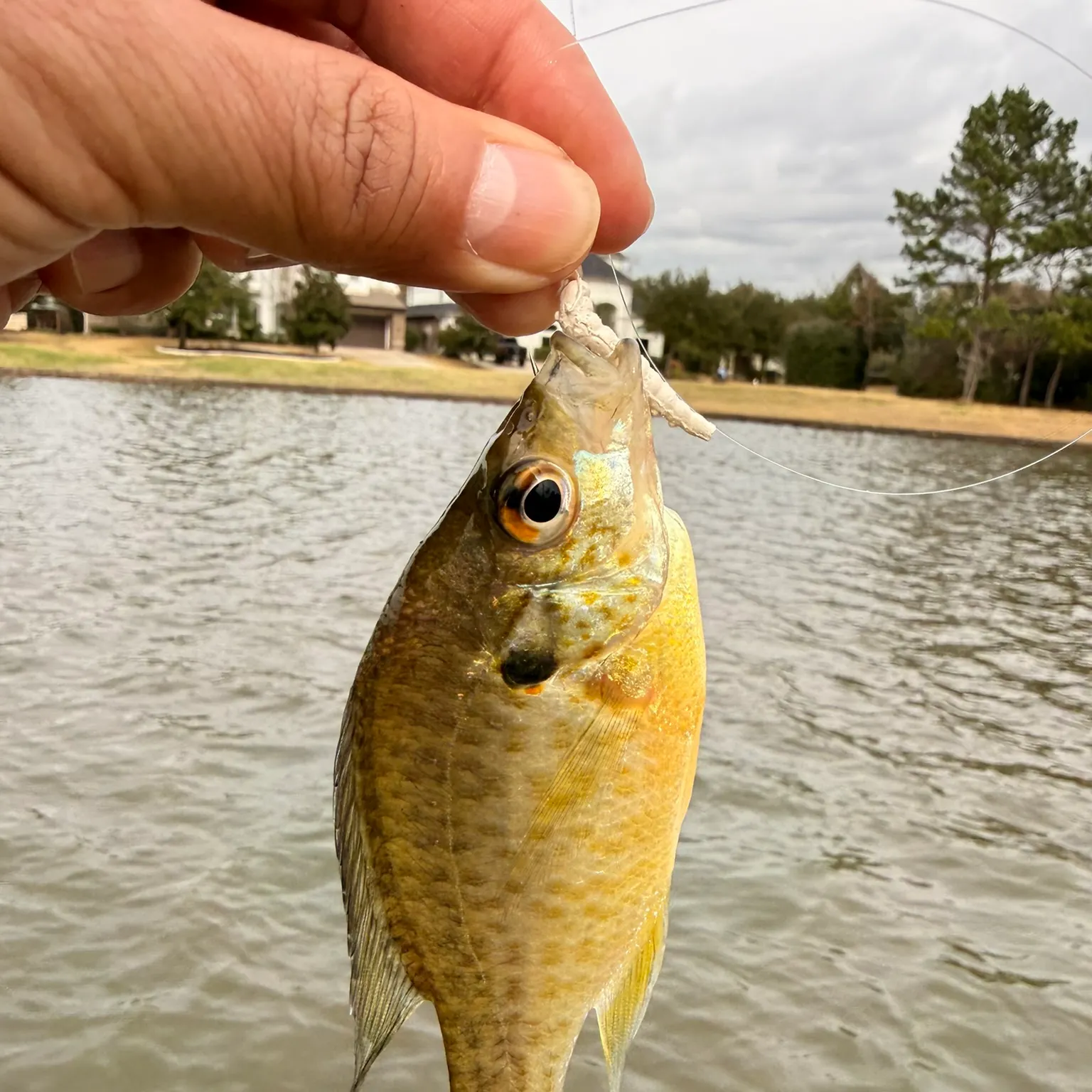 The most recent Redear sunfish catches on Fishbrain
