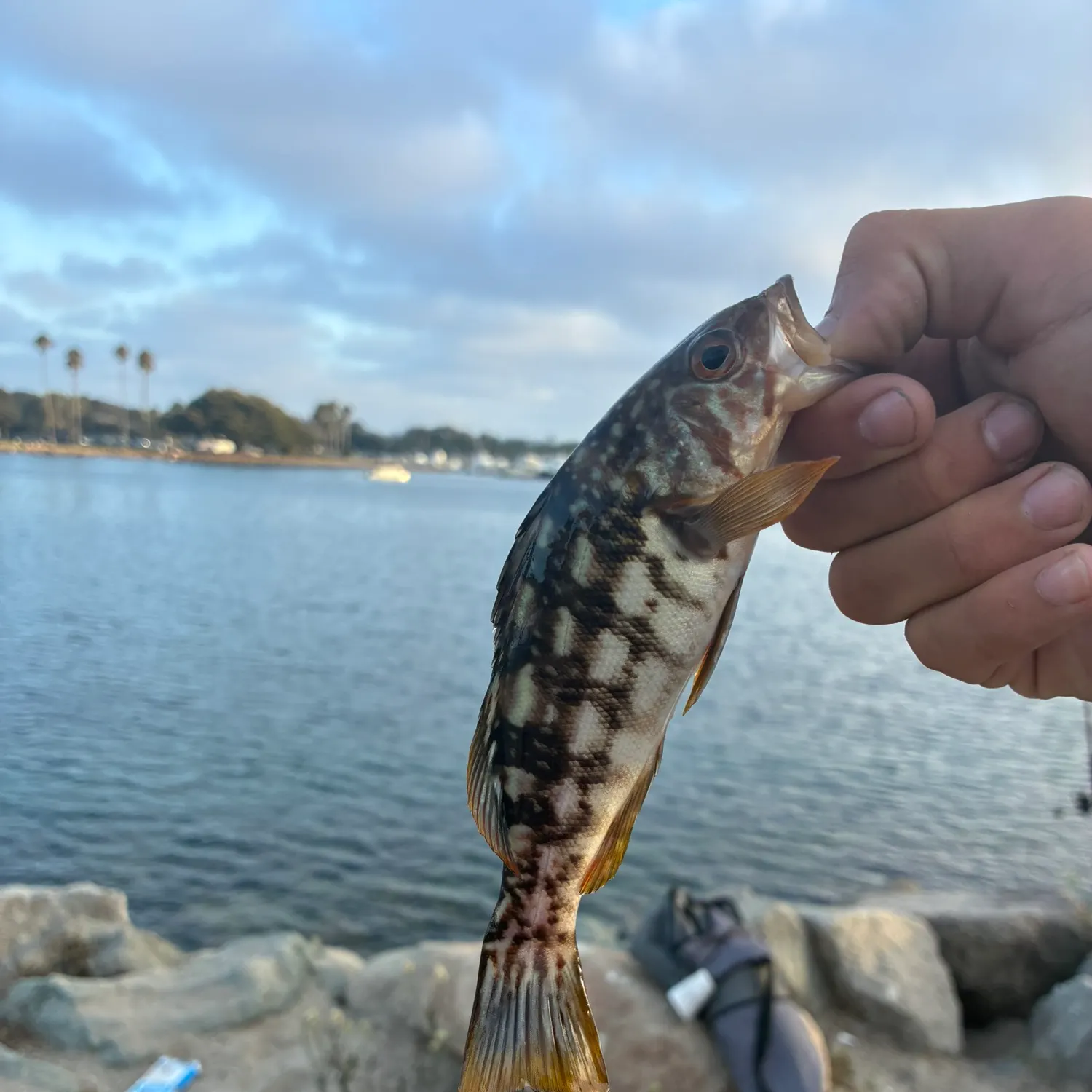 catch
