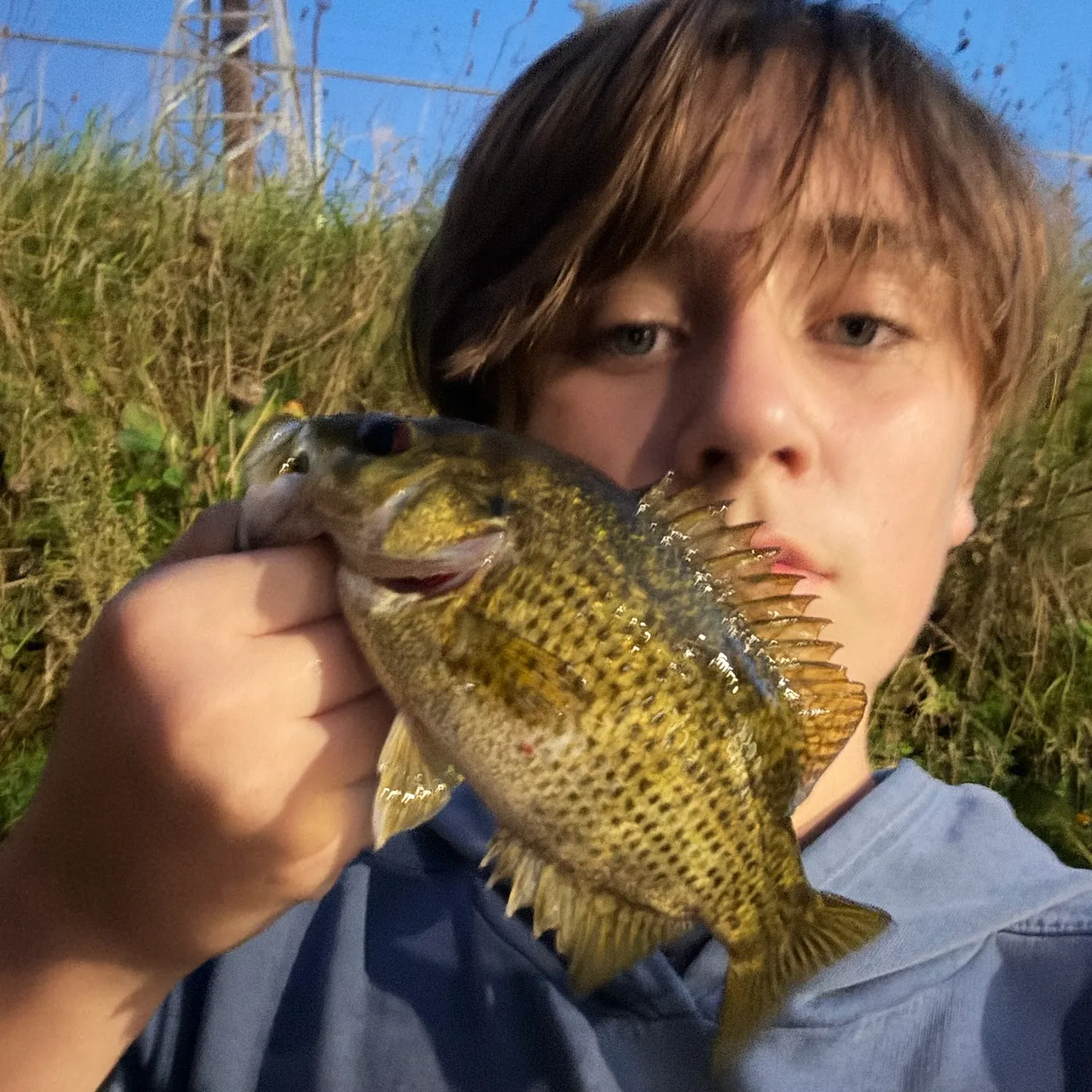 Rock bass caught on Fishbrain
