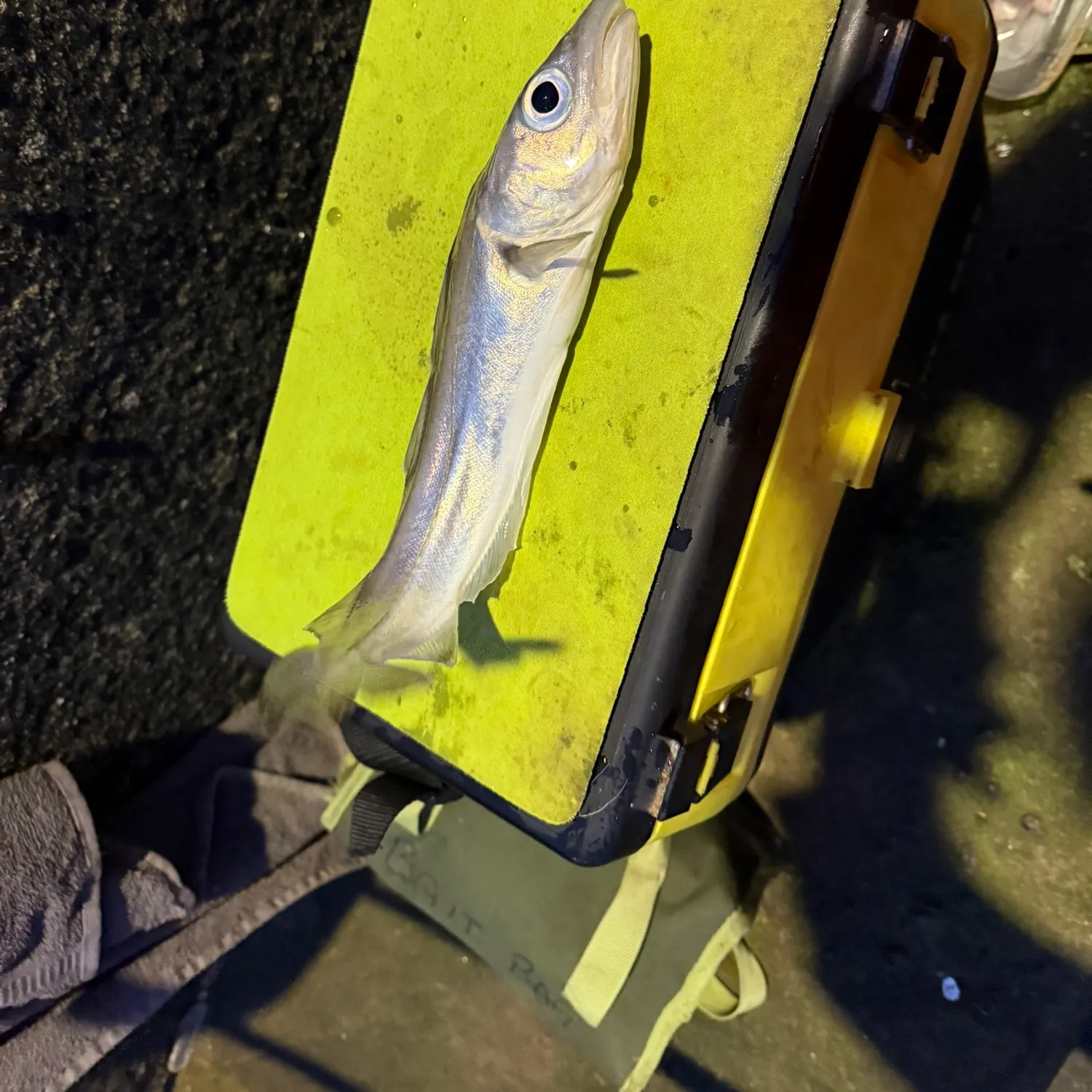 The most recent Whiting catches on Fishbrain