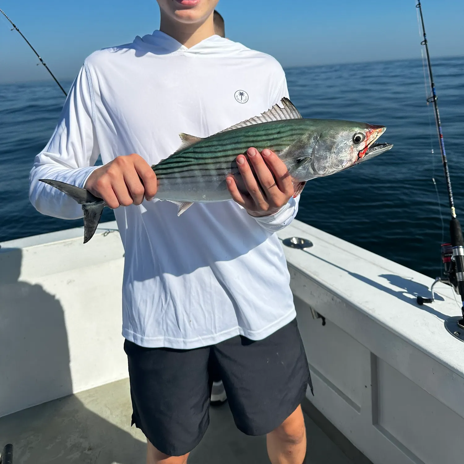 The most recent Atlantic bonito catches on Fishbrain