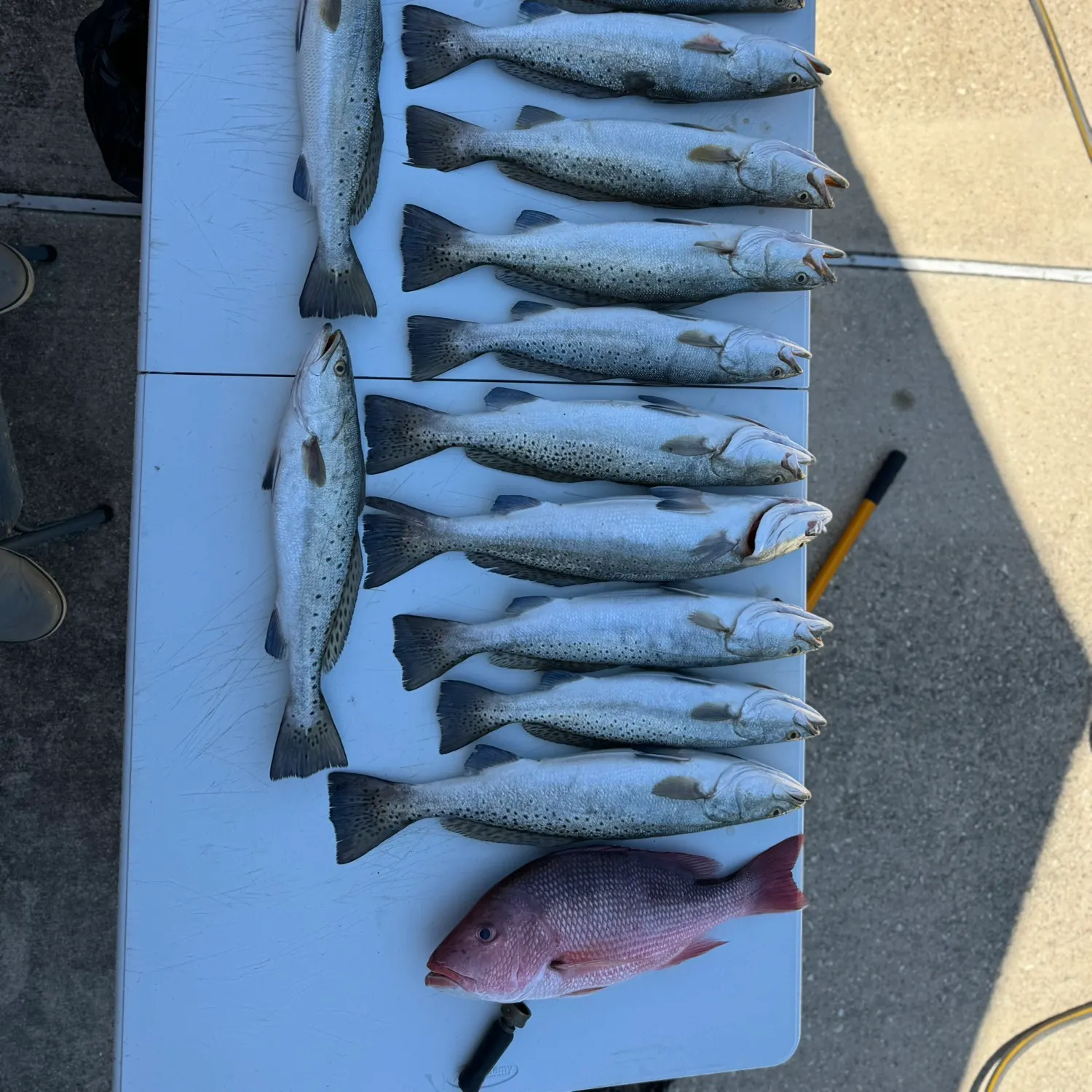 recently logged catches