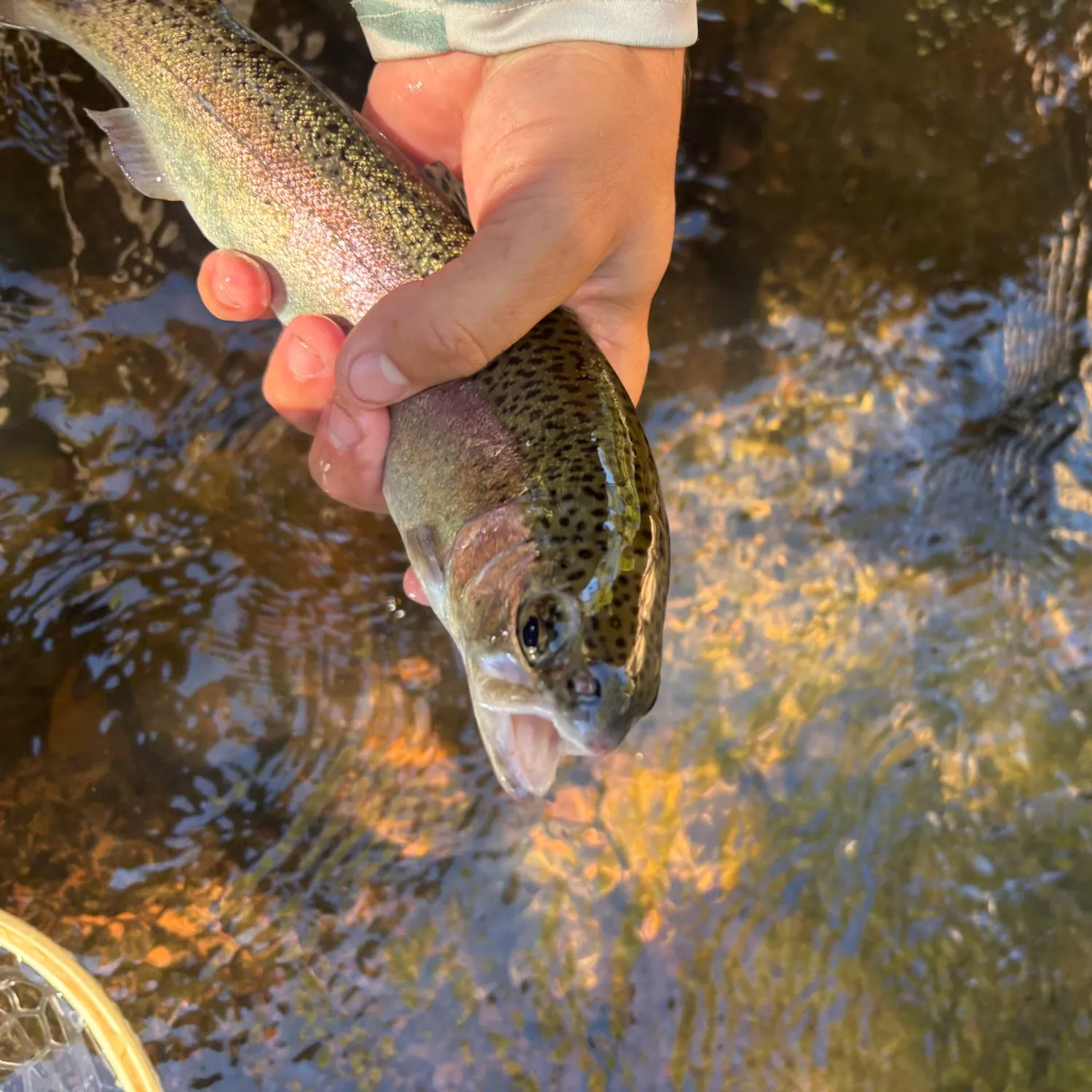 Rainbow trout caught on Fishbrain