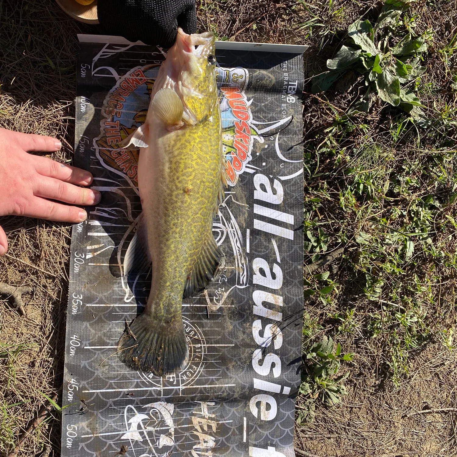 Murray cod caught on Fishbrain