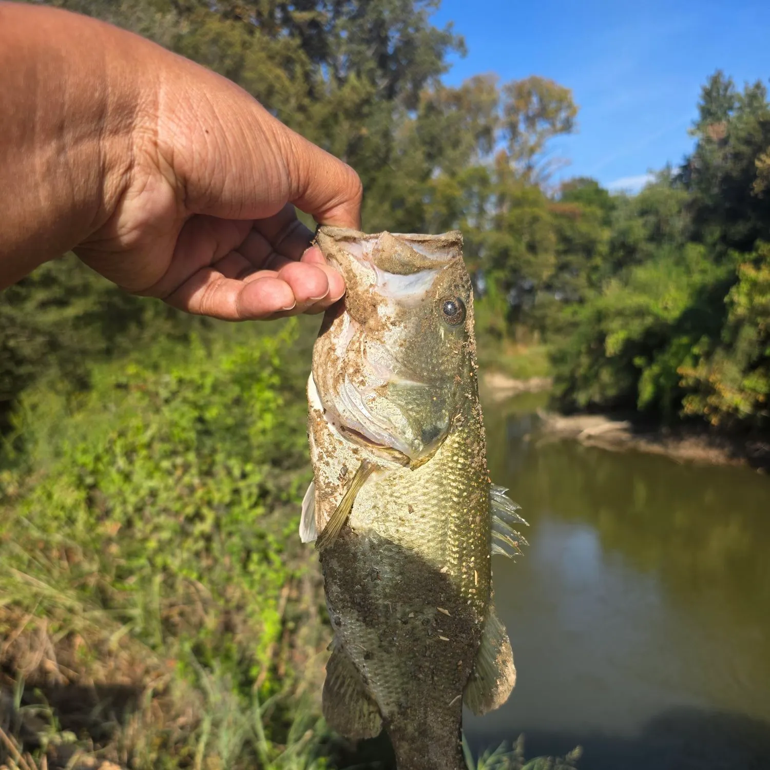 The most recent Largemouth bass catches on Fishbrain