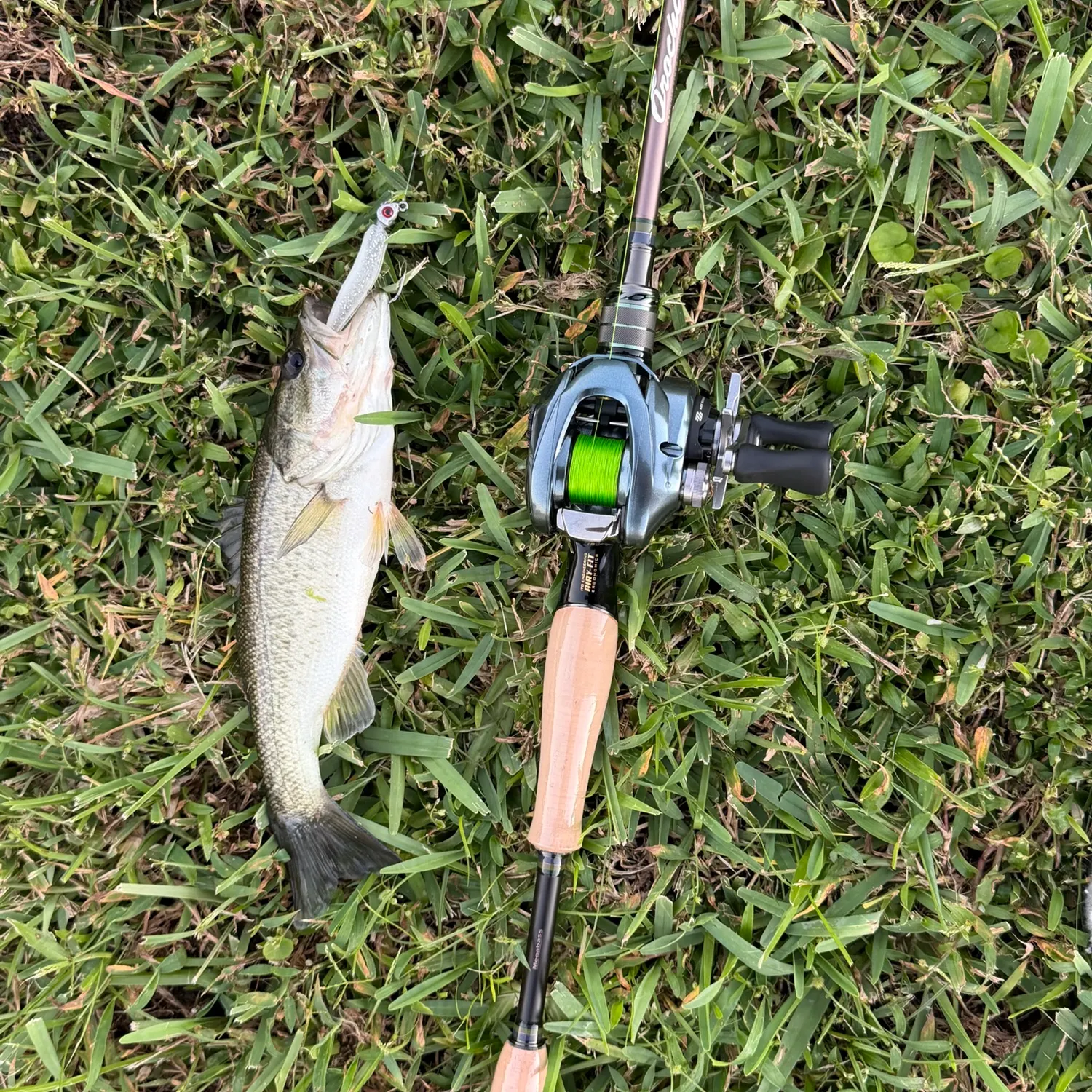 Largemouth bass caught on Fishbrain
