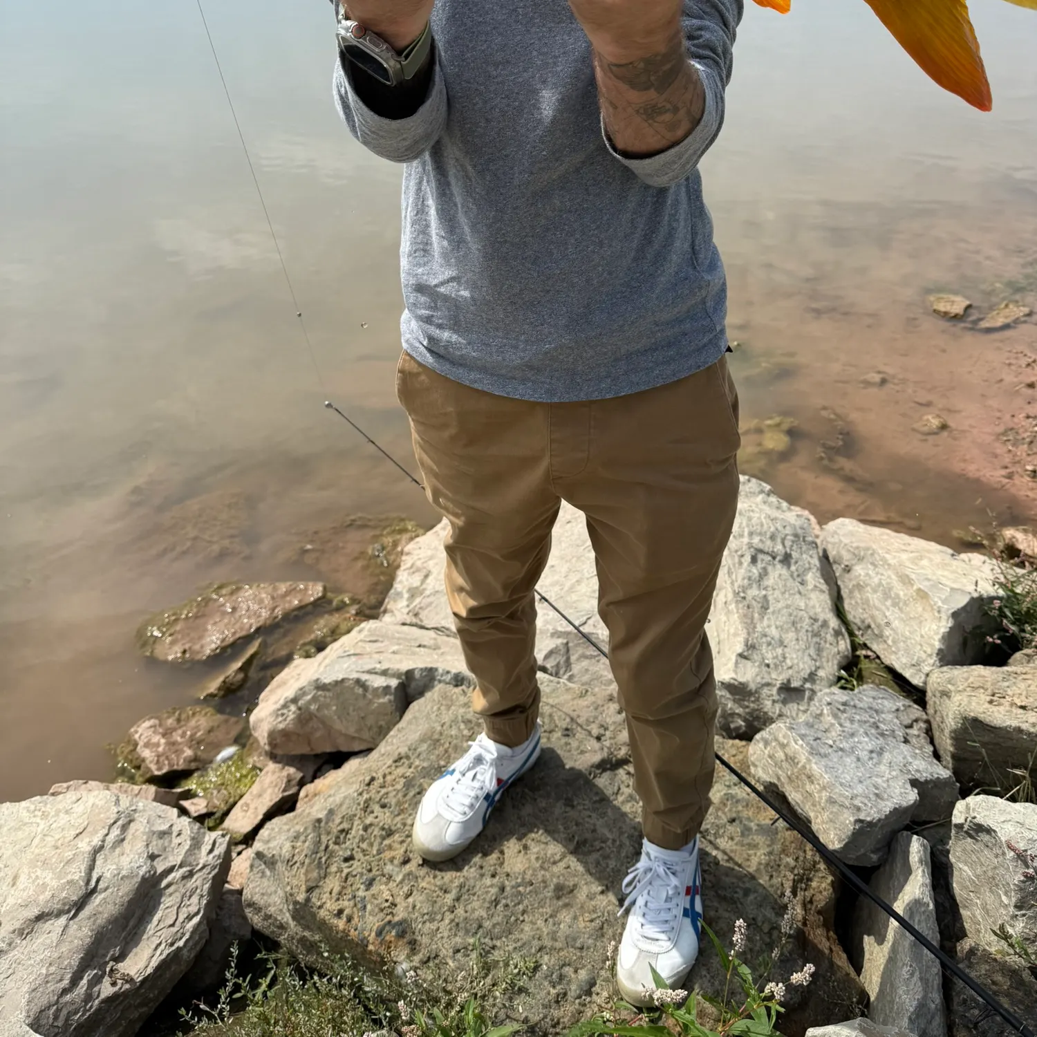 Common carp caught on Fishbrain