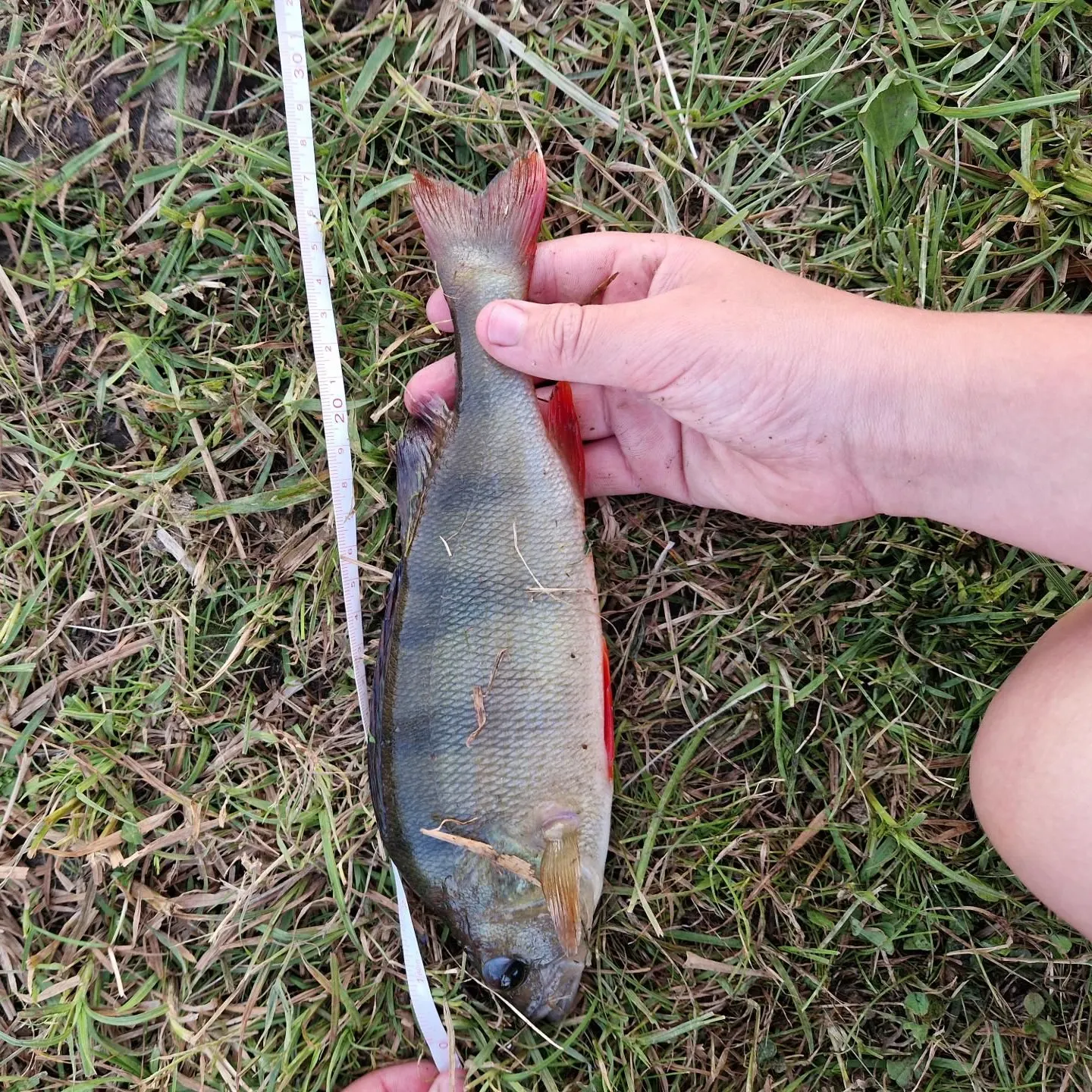 European perch caught on Fishbrain
