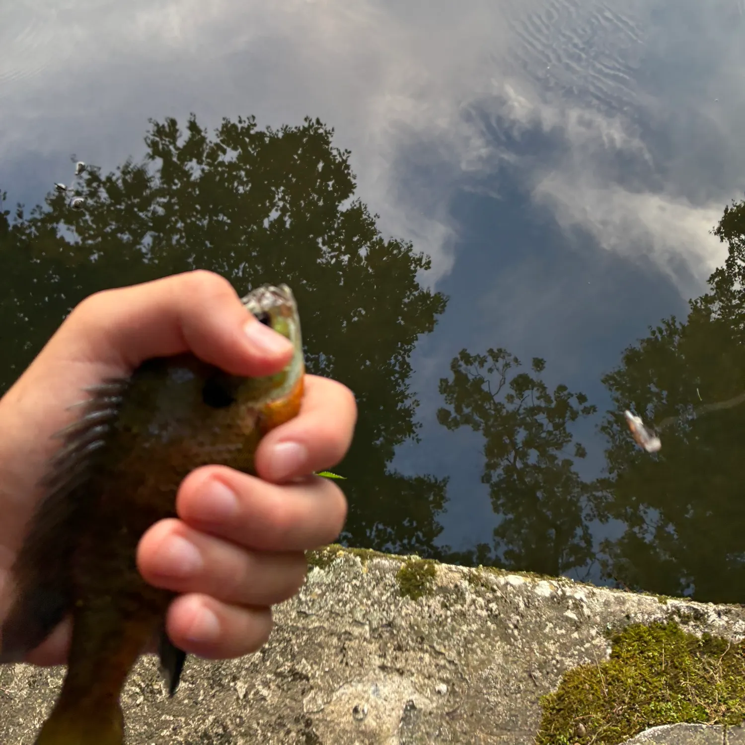 Bluegill caught on Fishbrain