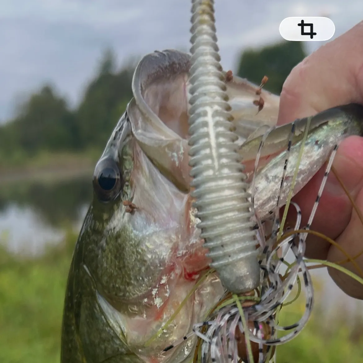 Fish caught on Fishbrain