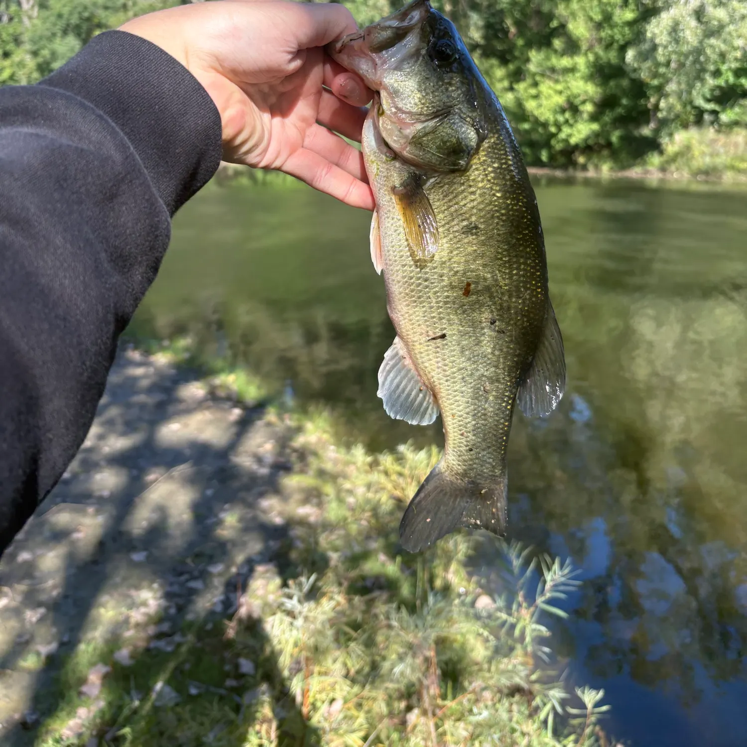 Largemouth bass caught on Fishbrain
