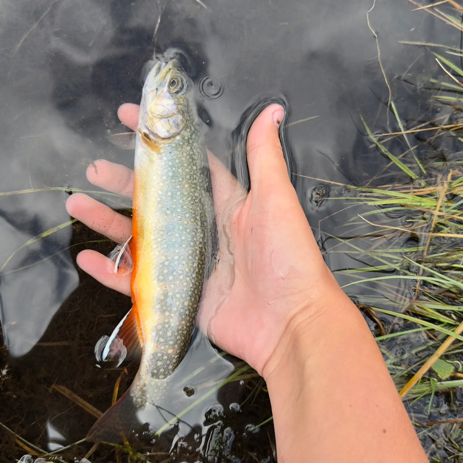 Brook trout caught on Fishbrain