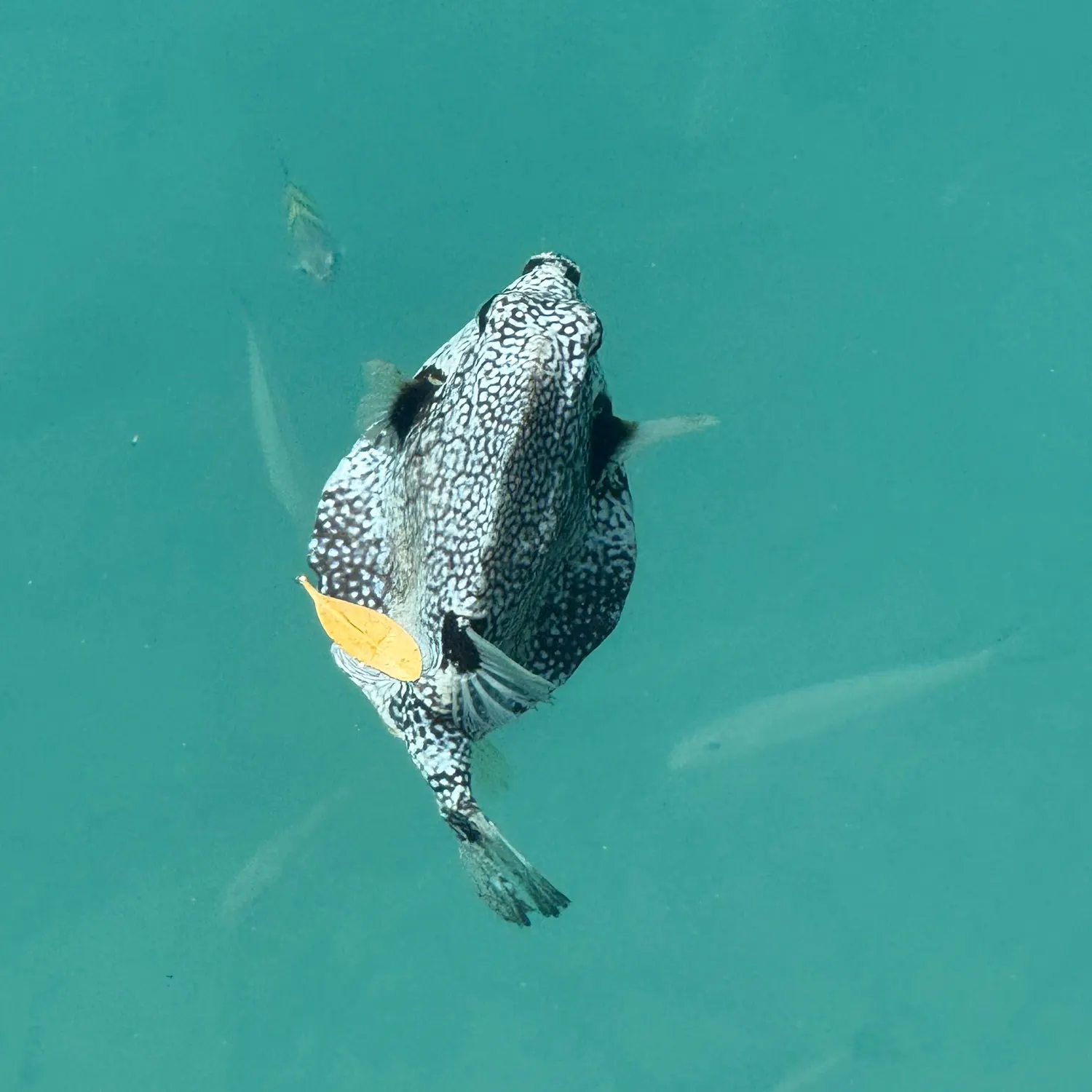 most liked catch image