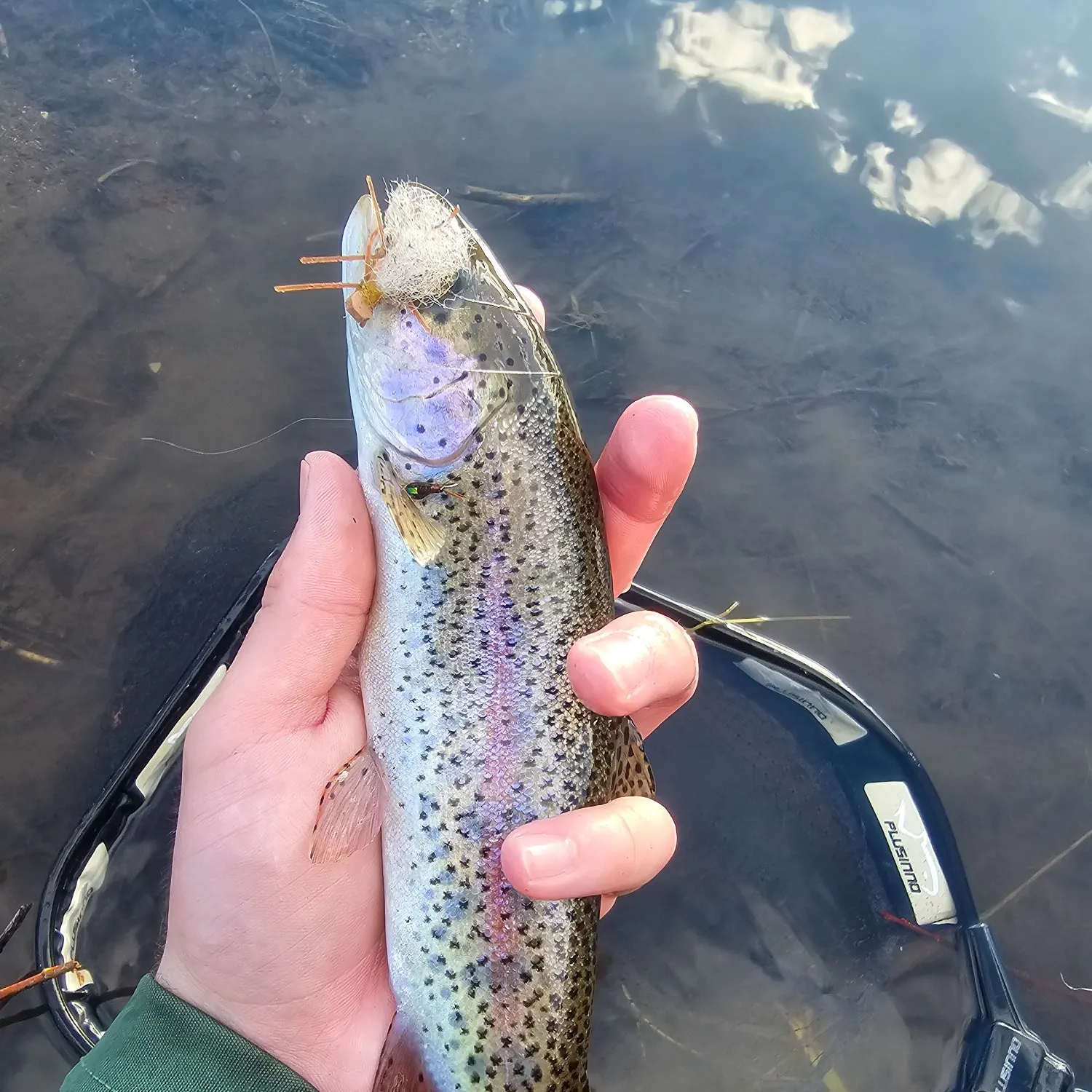Rainbow trout caught on Fishbrain