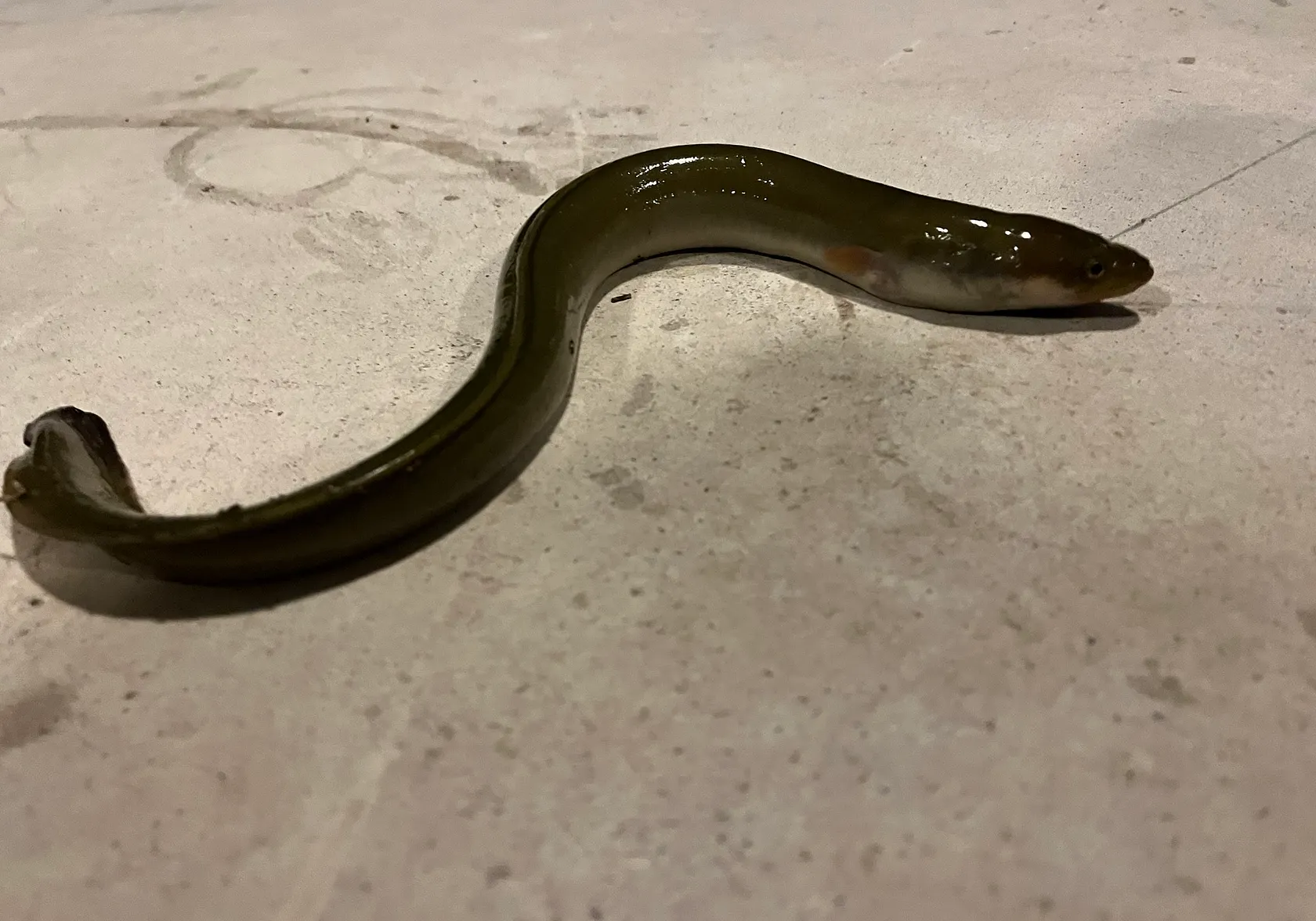 American eel