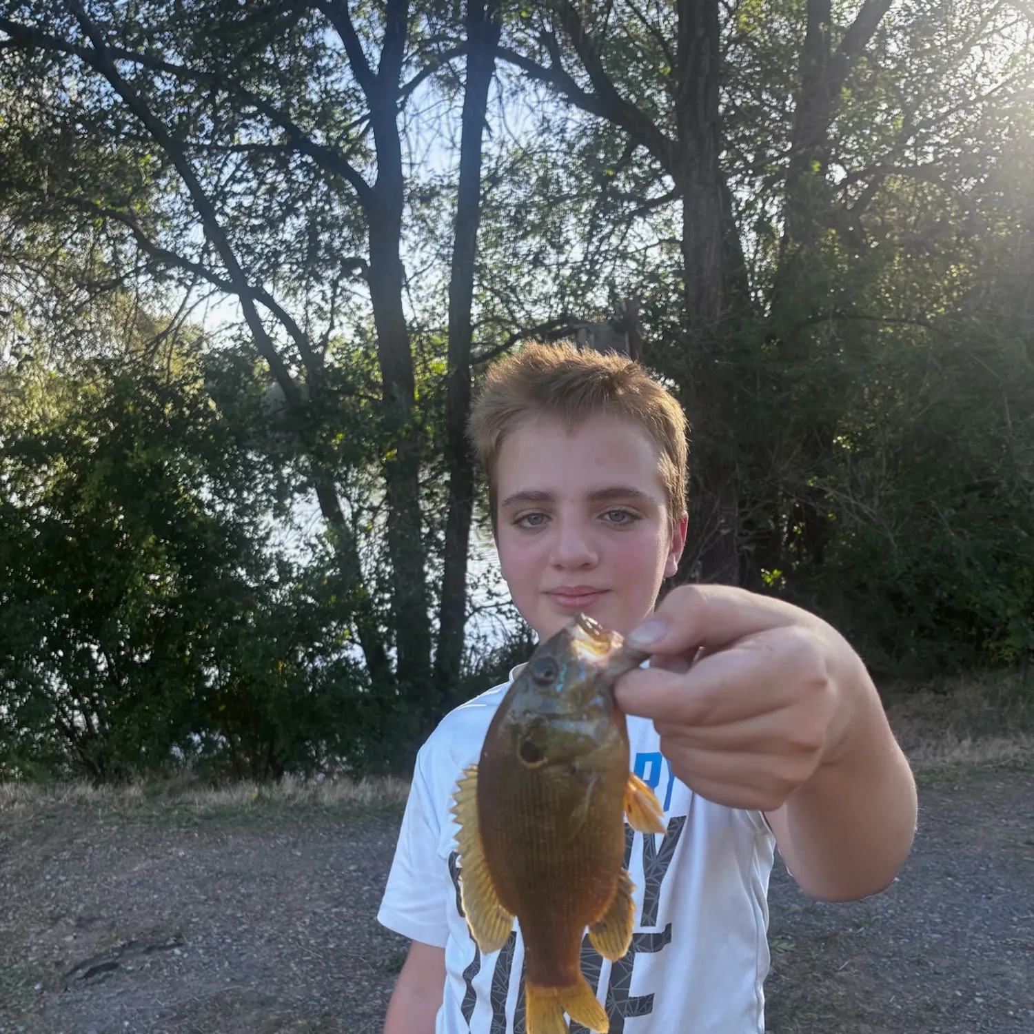 Green sunfish caught on Fishbrain
