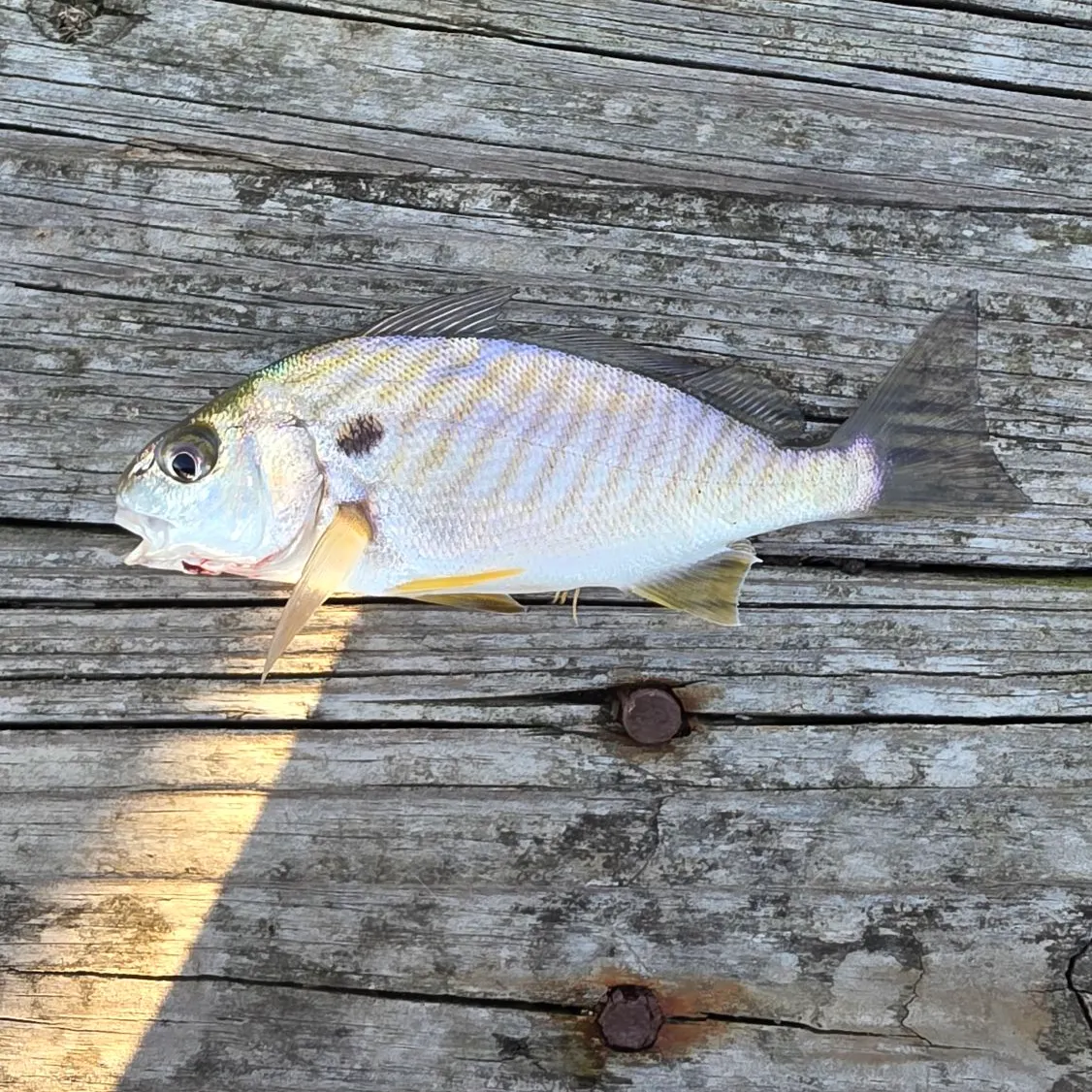 Spot croaker caught on Fishbrain