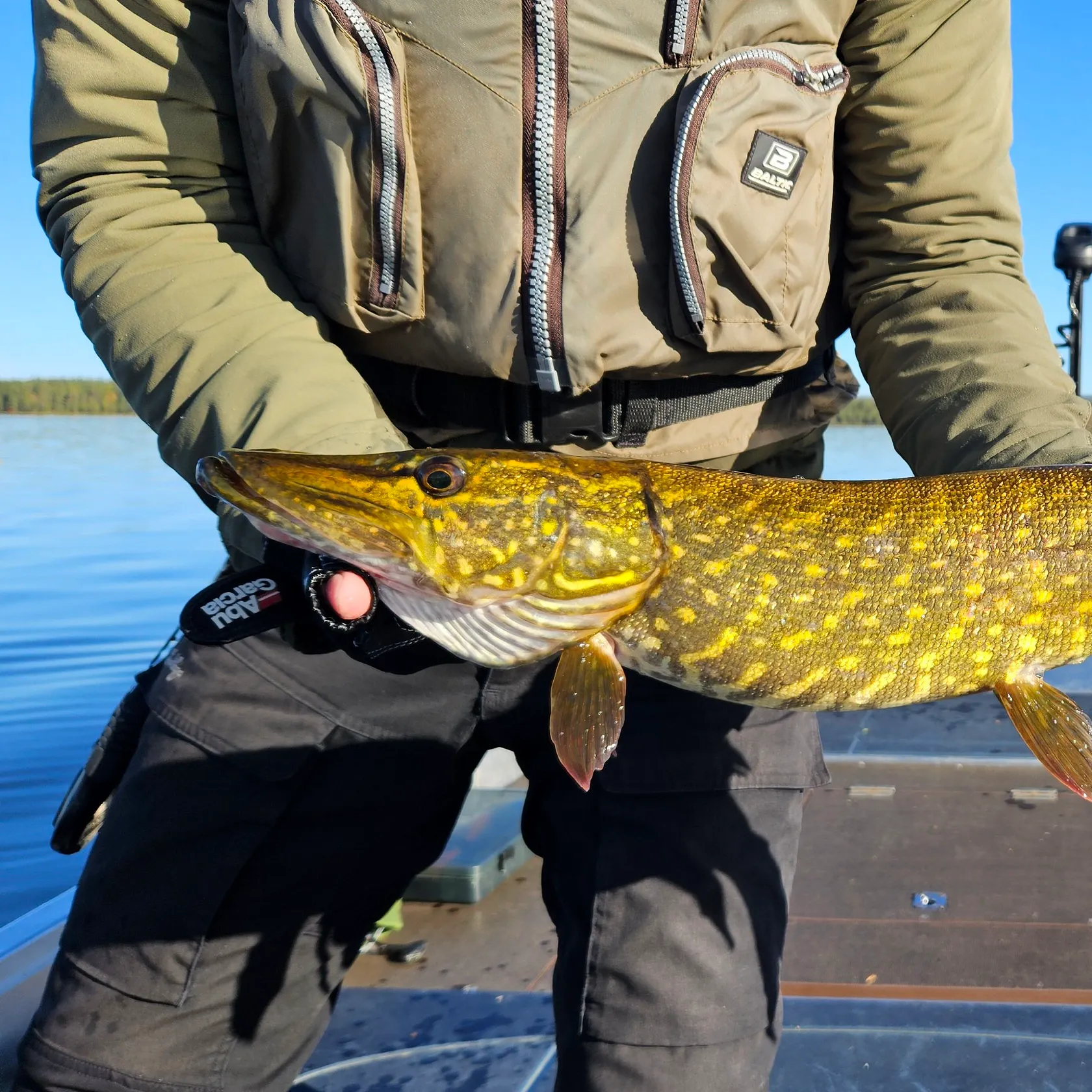 Northern pike caught on Fishbrain