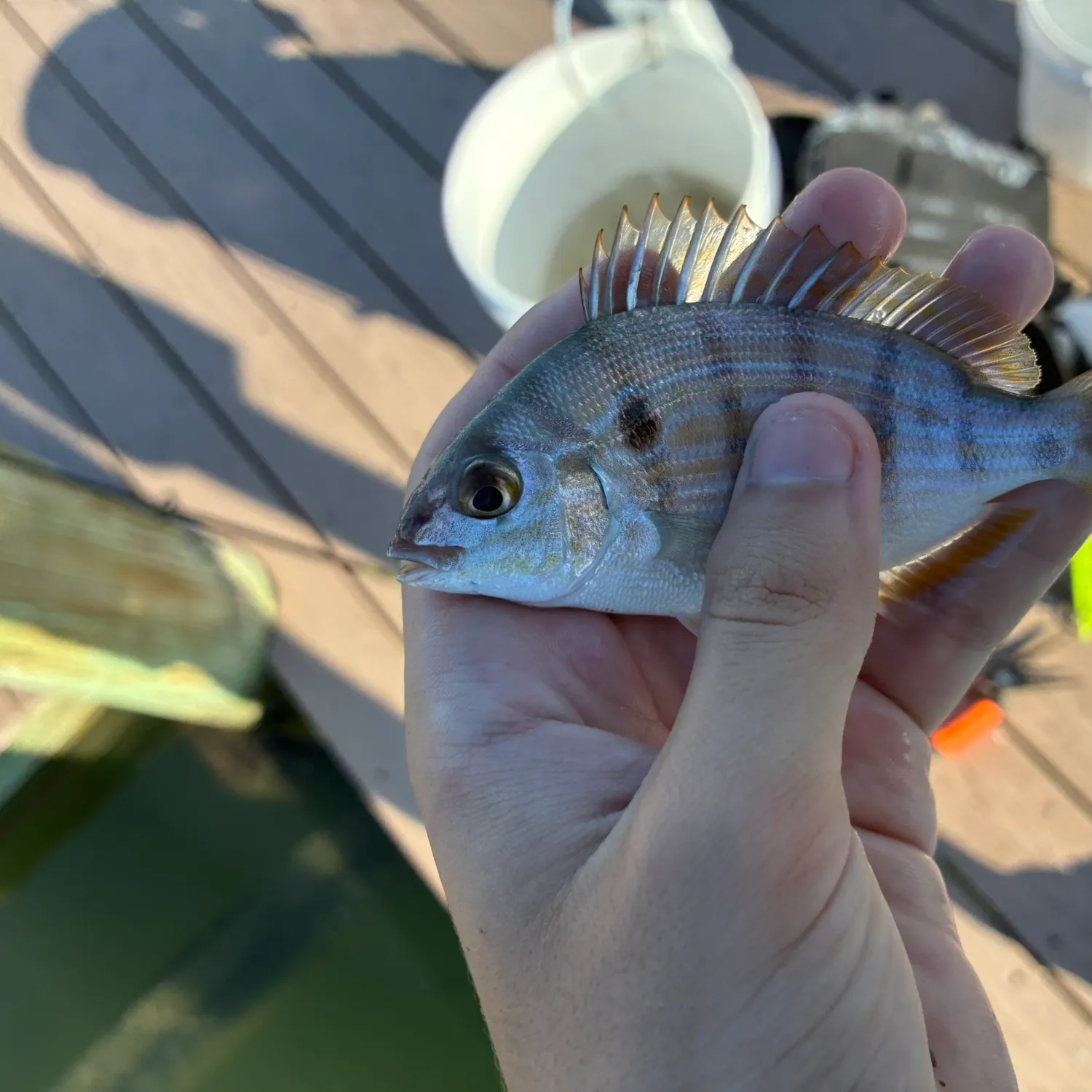 Pinfish caught on Fishbrain