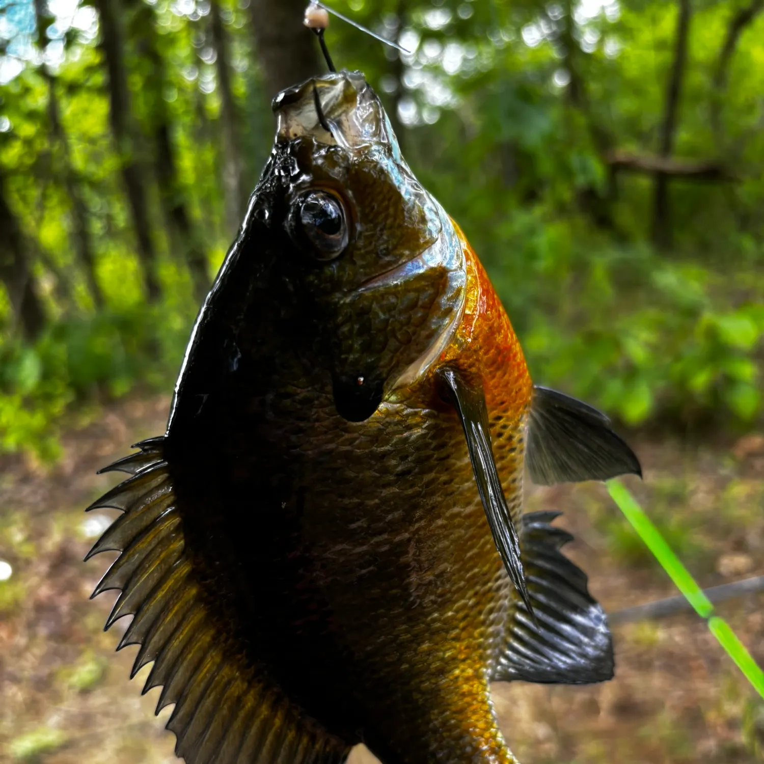 The most recent Wargill hybrid catches on Fishbrain