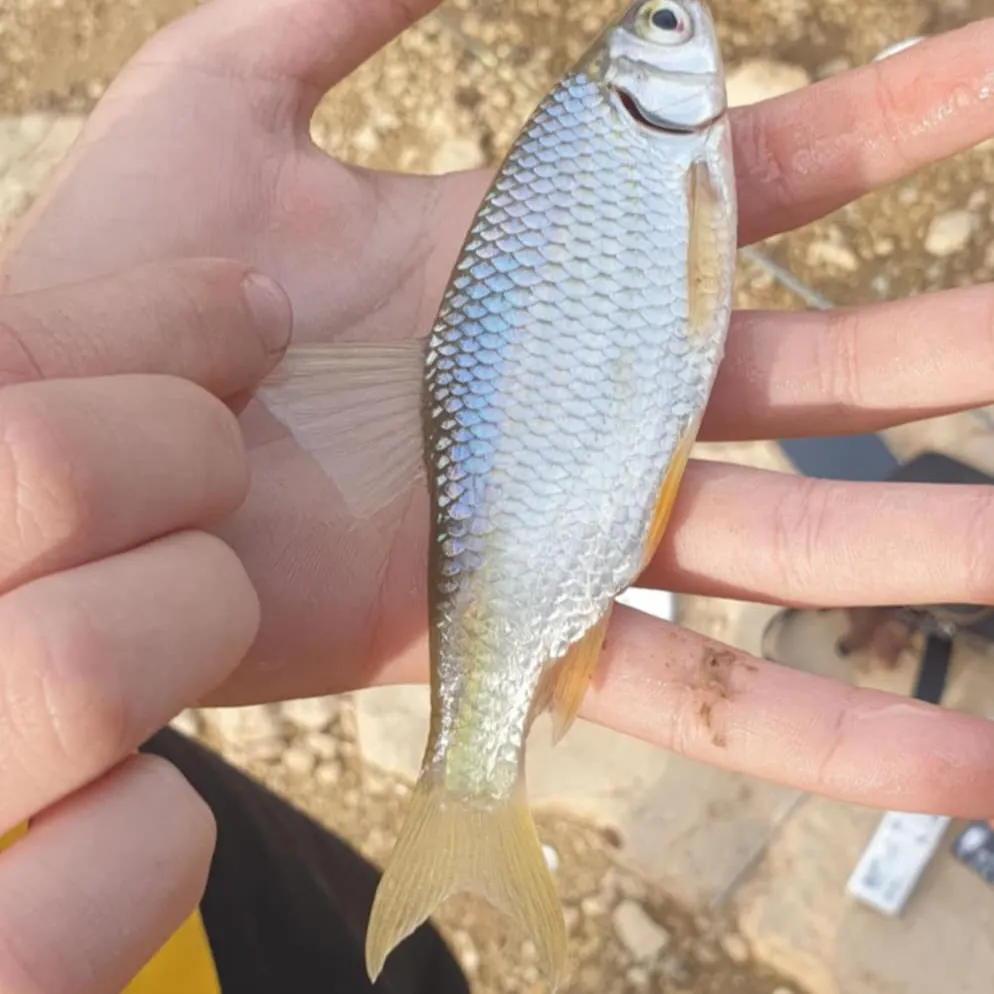 The most recent Common roach catches on Fishbrain