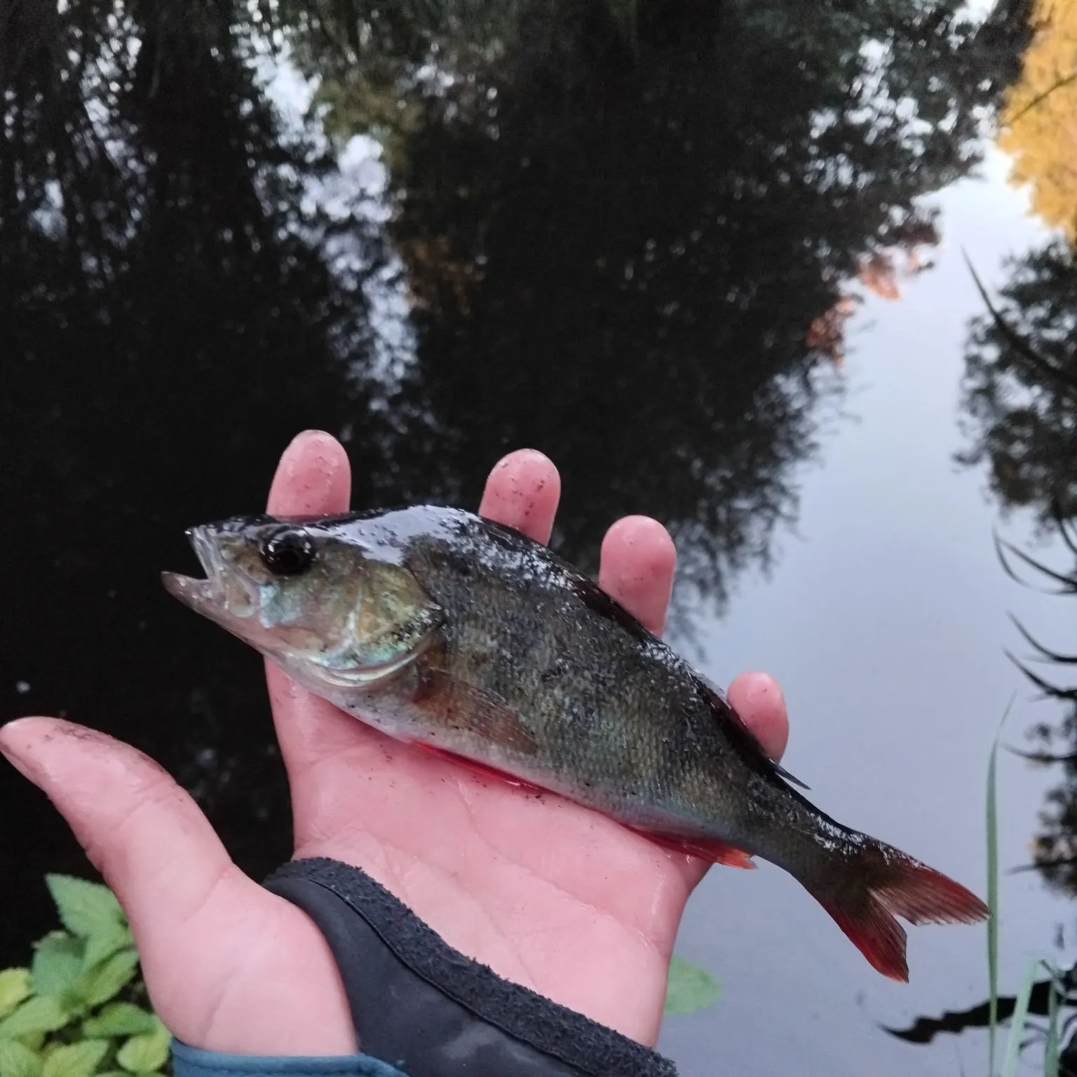 European perch caught on Fishbrain
