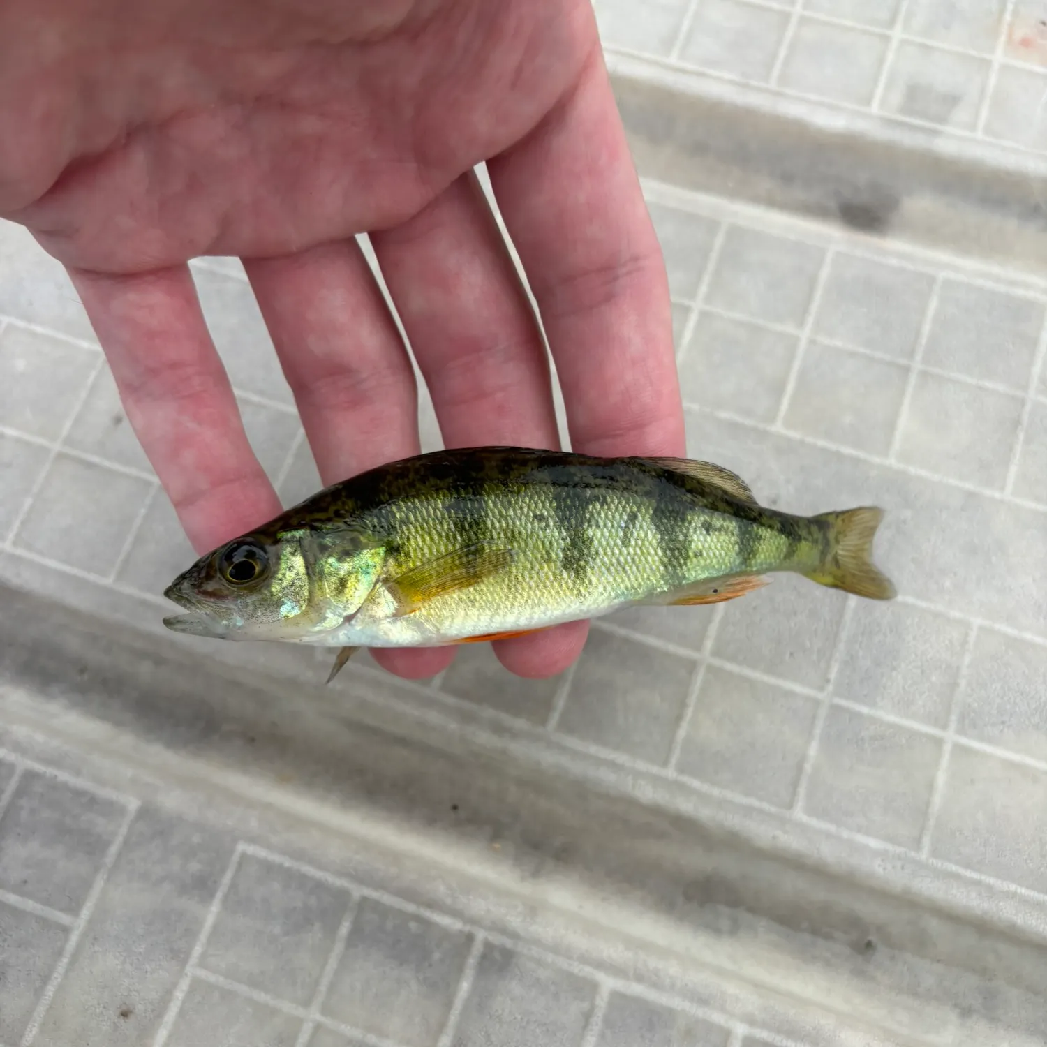 Yellow perch caught on Fishbrain